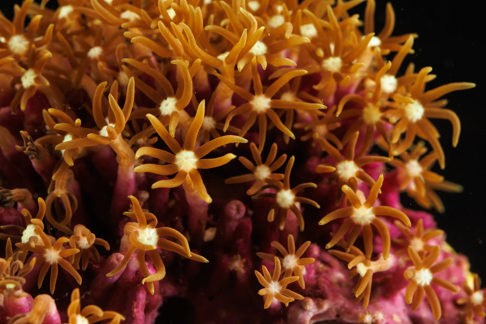 Star Polyp coral (Clavularia sp.) at the Tennessee Aquarium