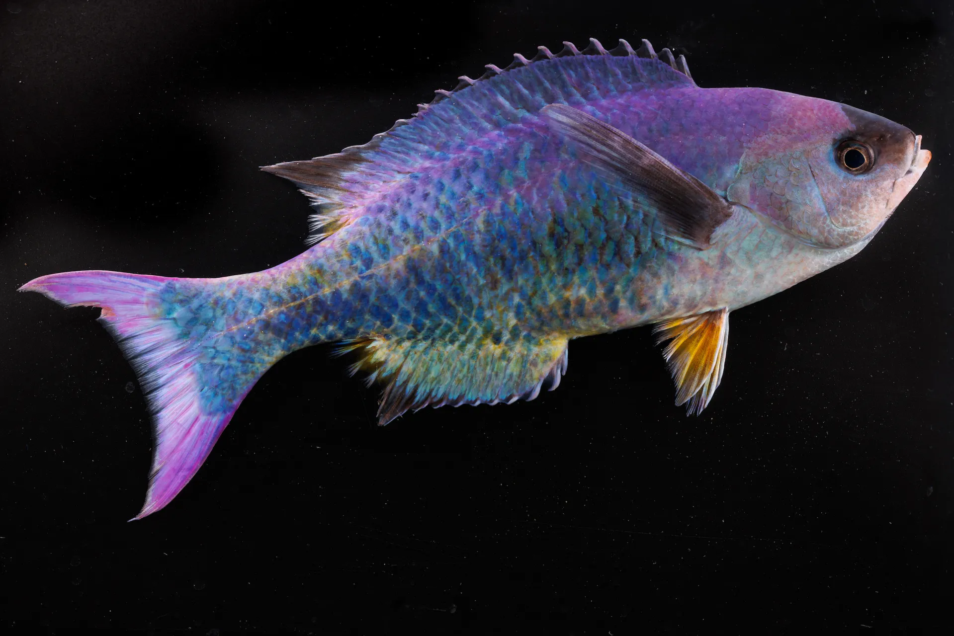 Creole Wrasse (Clepticus parrae)