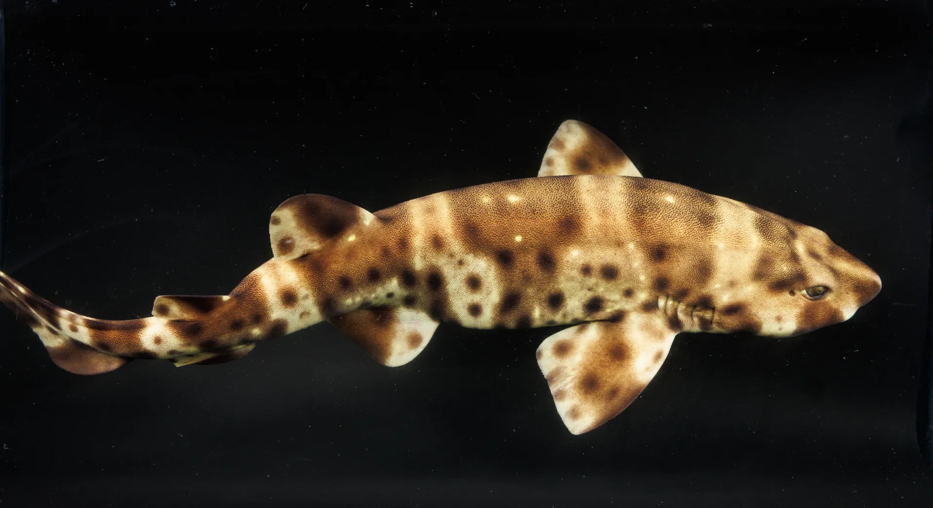 A swellshark against a black background