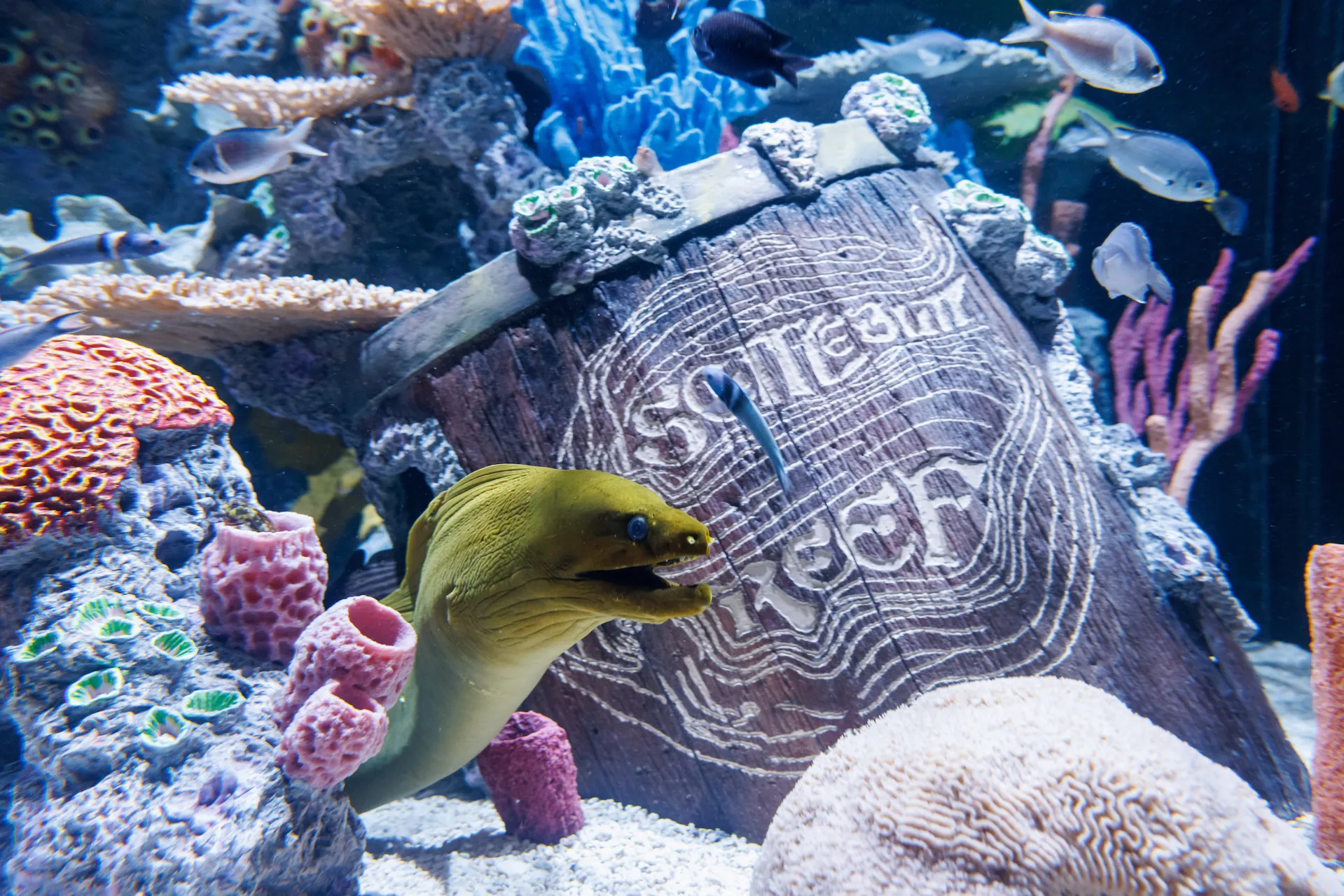 COMING SOON: Scuttlebutt Reef
