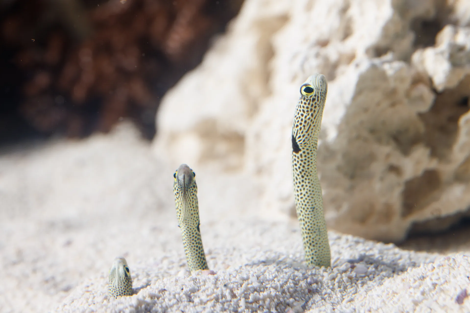 Spotted Garden Eel (Heteroconger hassi) in the Tennessee Aquarium's Scuttlebutt Reef gallery.