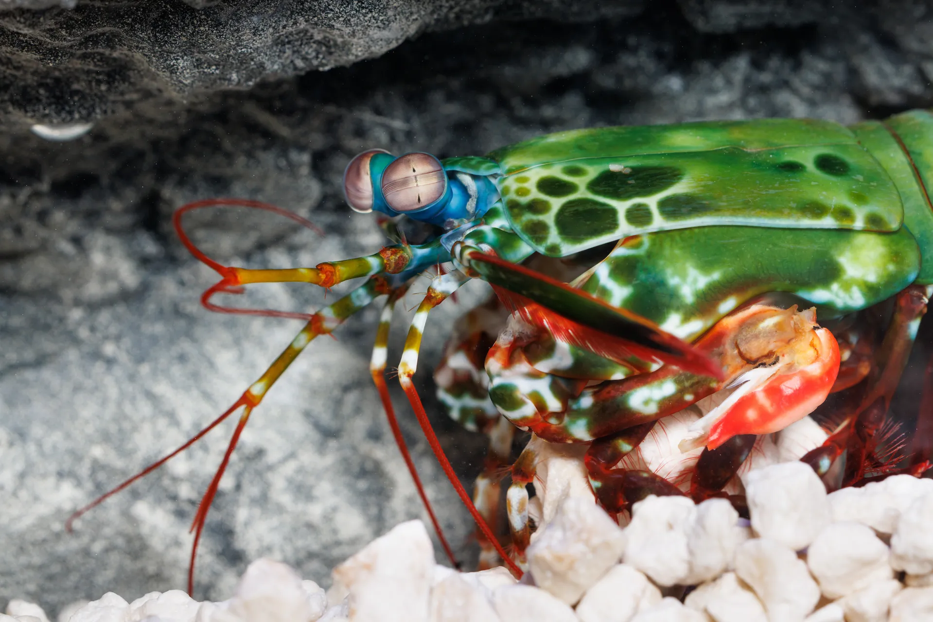 Peacock Mantis Shrimp (Odontodactylus scyllarus) in the Tennessee Aquarium's Scuttlebutt Reef gallery.