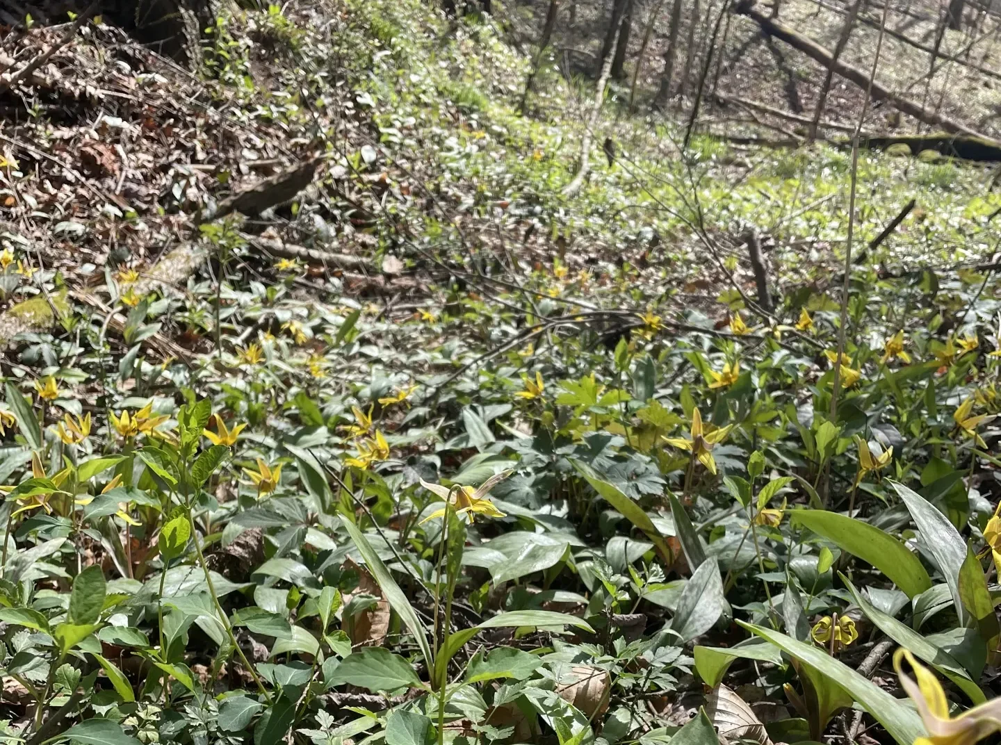 A large patch of yellow trout lilies at Fiery Gizzard State Park in Tennessee