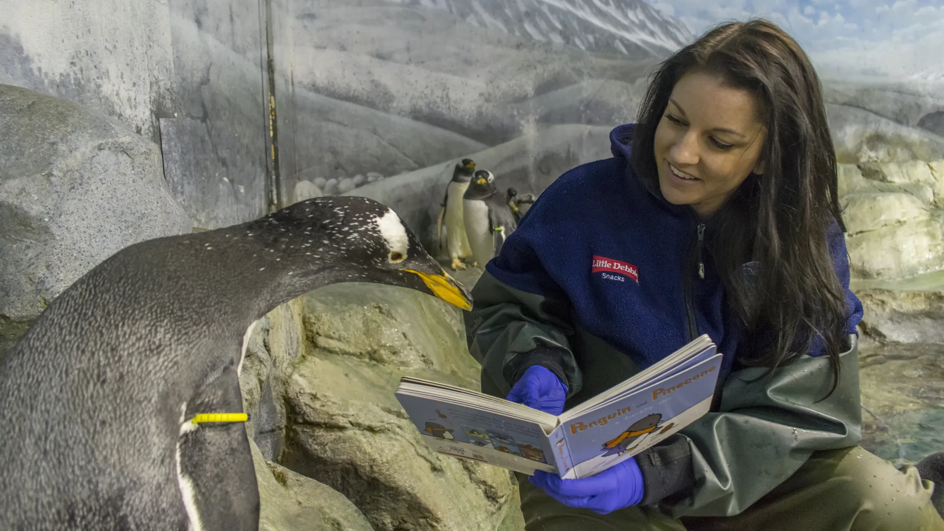 A penguin leans down to look at the pages of a children's book being held by an employee of an aquarium wearing blue gloves and a thick grey and blue coat.