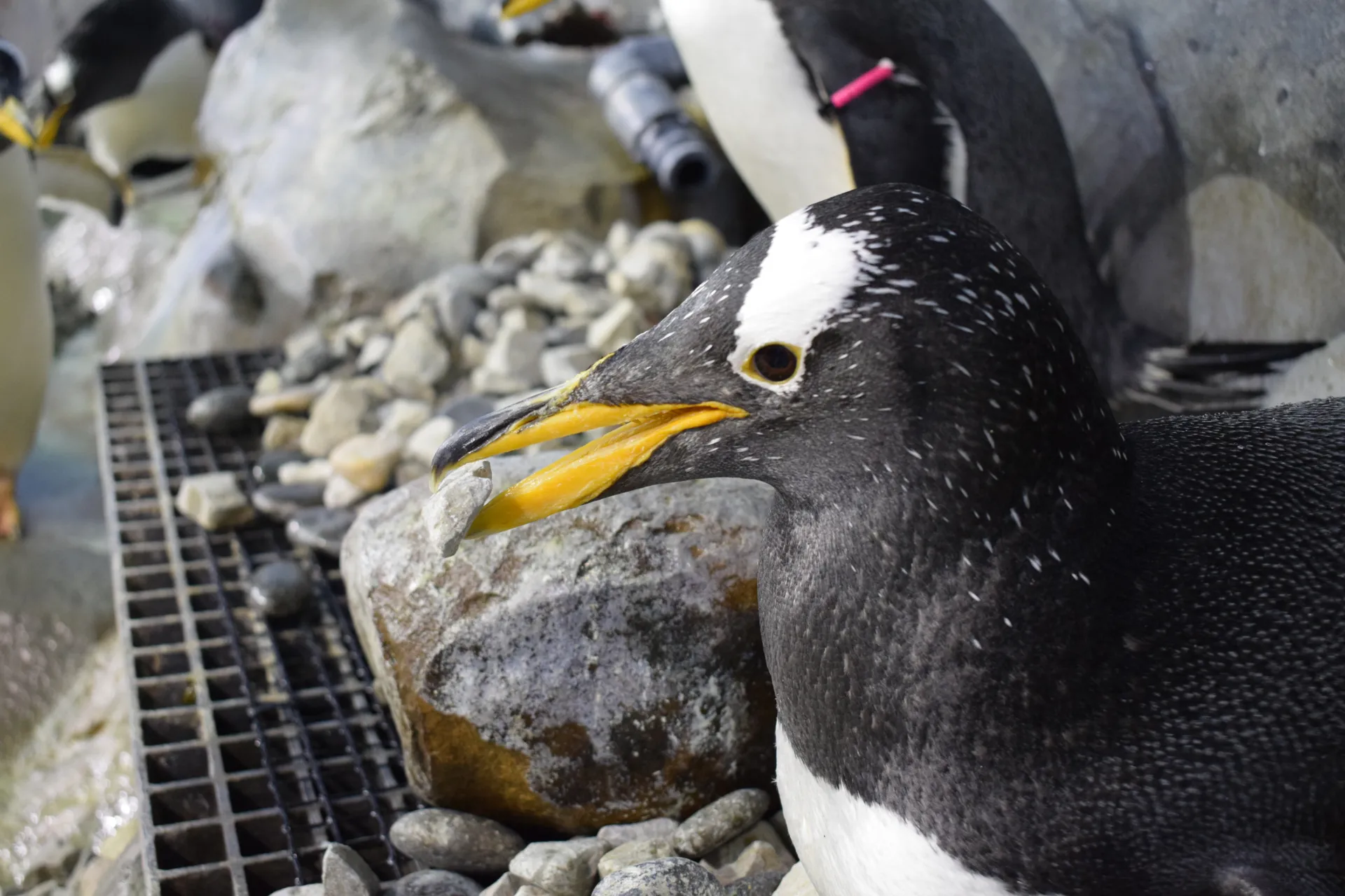 A penguin holds a rock in its beak. Other rocks and penguins stand in the background inside an aquarium exhibit.