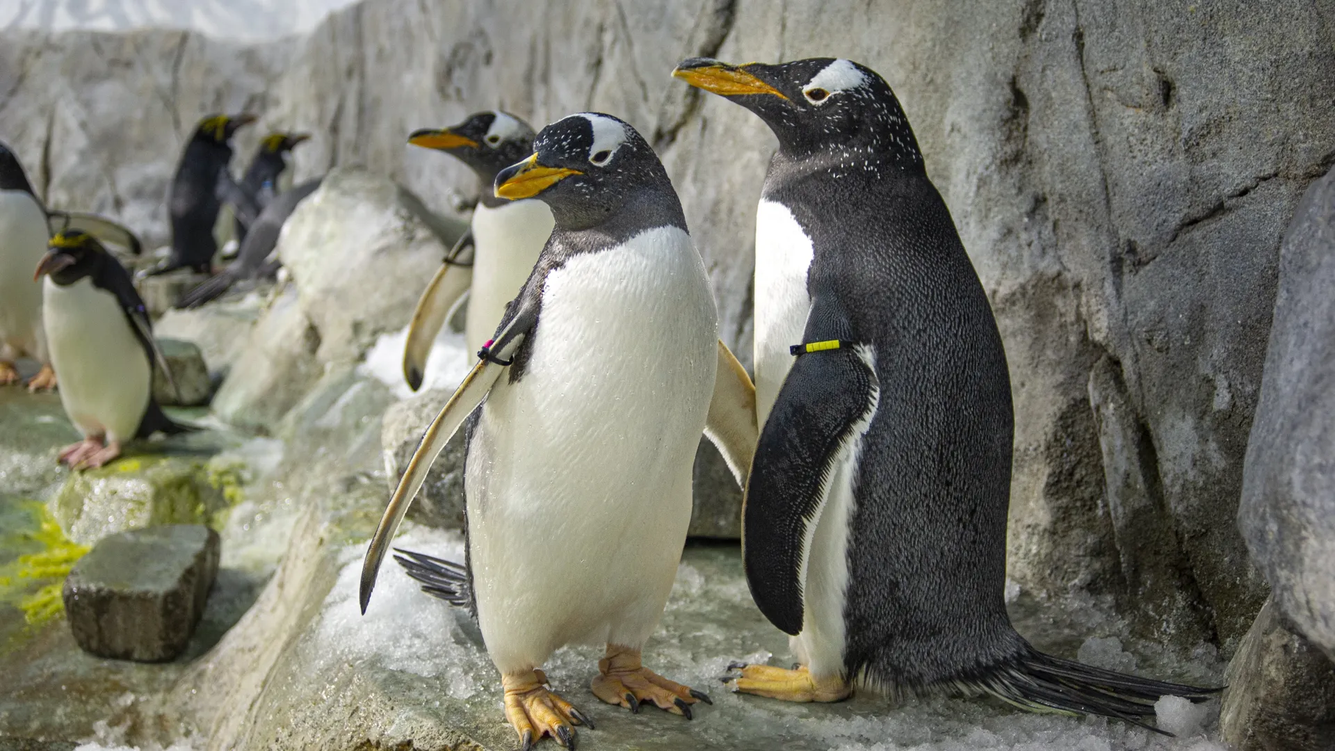 Bidding &lsquo;adieu&rsquo; to our Big Bird