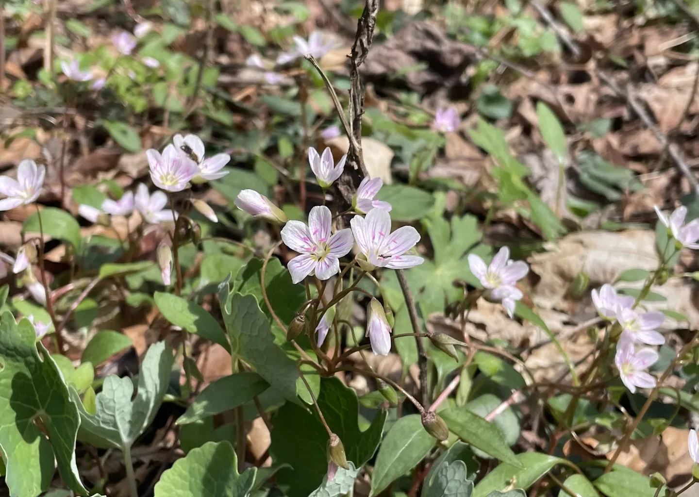 Virginia springbeauty (Claytonia virginica) in Fiery Gizzard State Park.