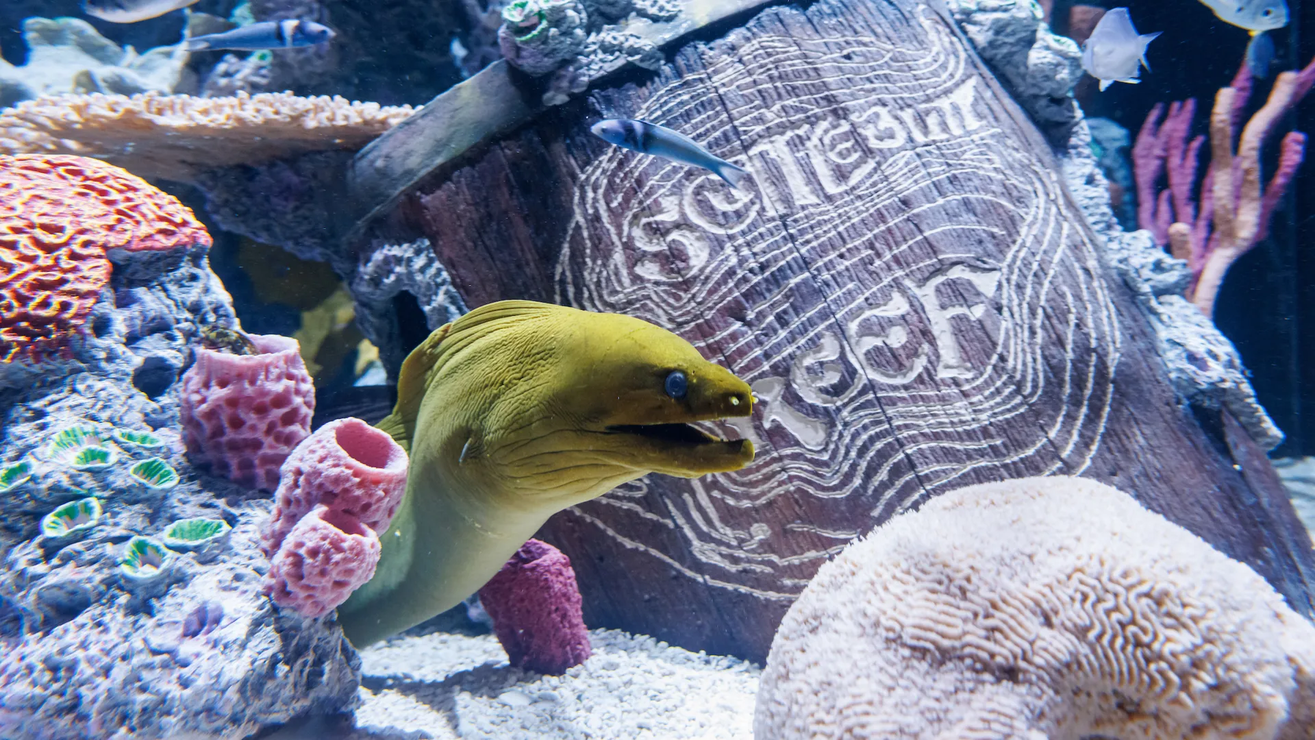 Seven new animals to discover in our Scuttlebutt Reef gallery