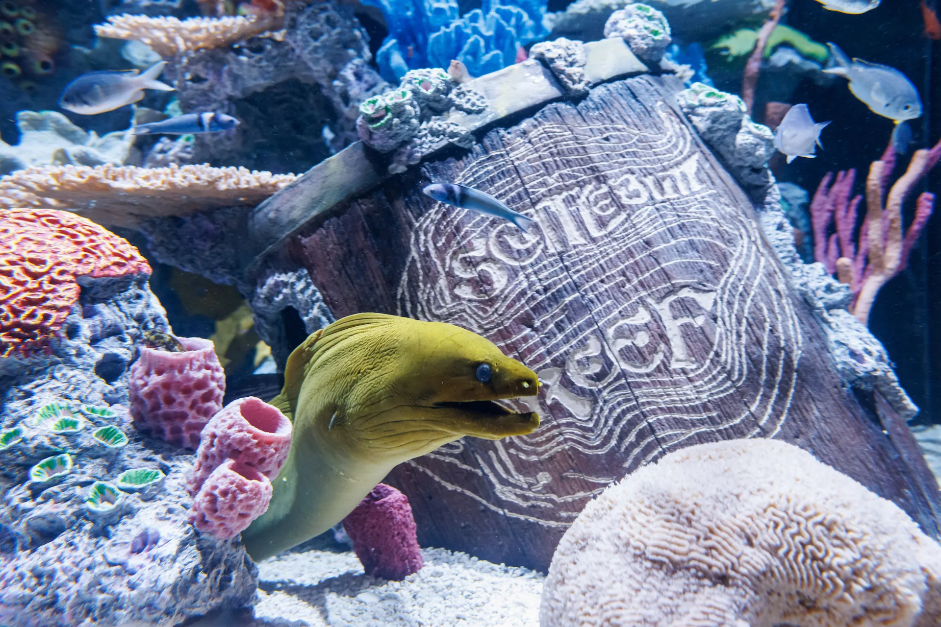 A green moray eel in front of a barrel with the Scuttlebutt Reef logo.