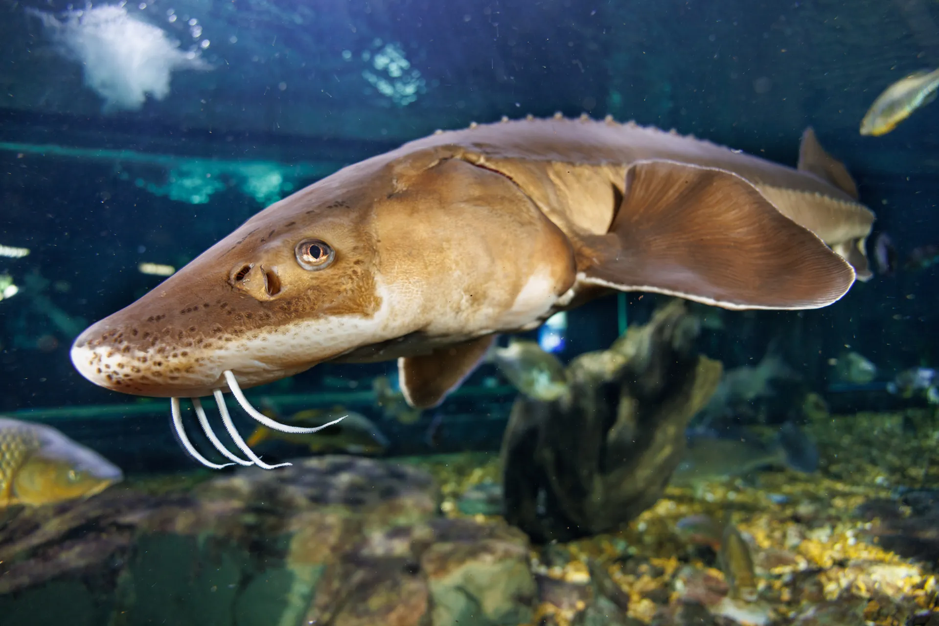 A Lake Sturgeon (Acipenser fulvescens) swims in the Tennessee Aquarium's Tennessee River exhibit.