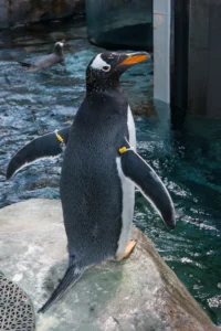 A Gentoo Penguin stands next to a pool of water in an aquarium exhibit.
