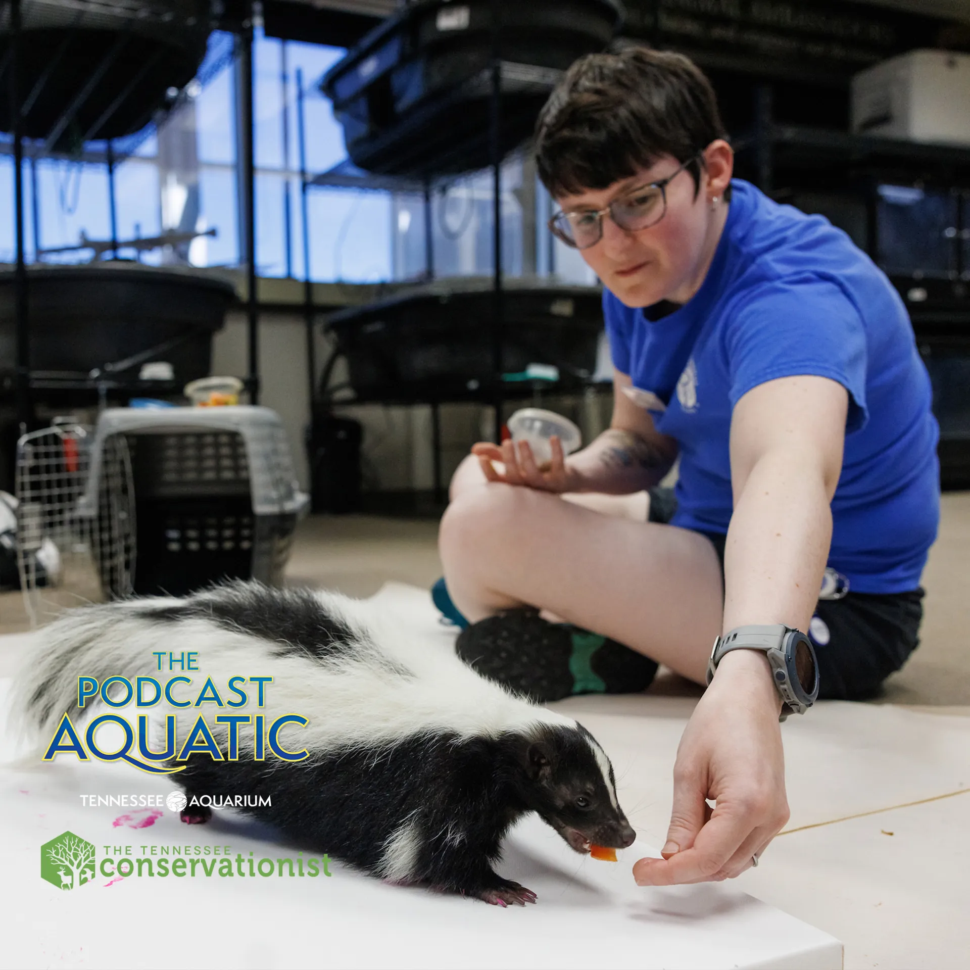 Ambassador Animal Care Specialist providing enrichment for ambassador animal Brie the Striped Skunk