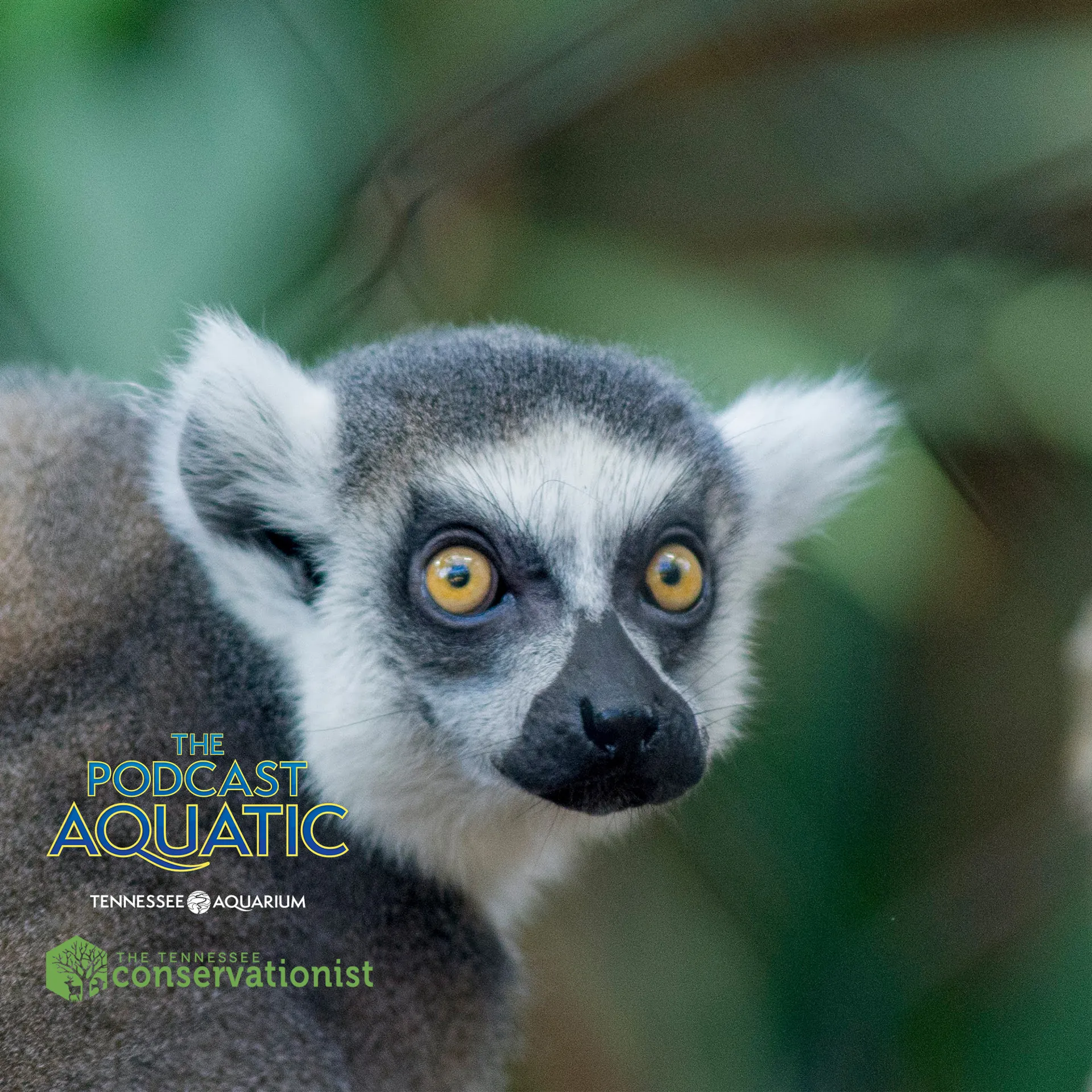 Podcast: "Seeing Eye to Aye-Aye With Primatologist Dr. Tim Eppley"