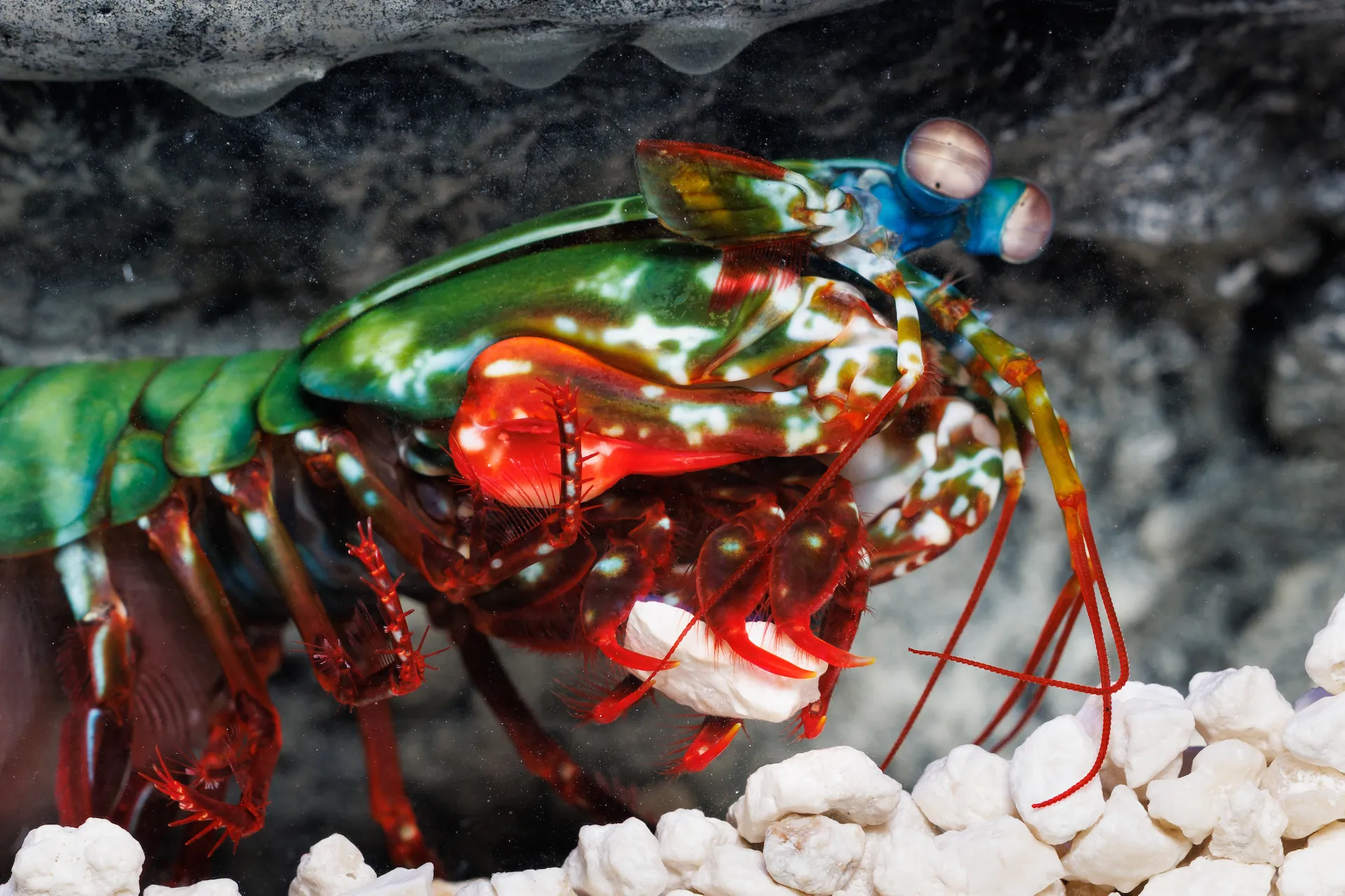 A Peacock Mantis Shrimp carries gravel in its burrow