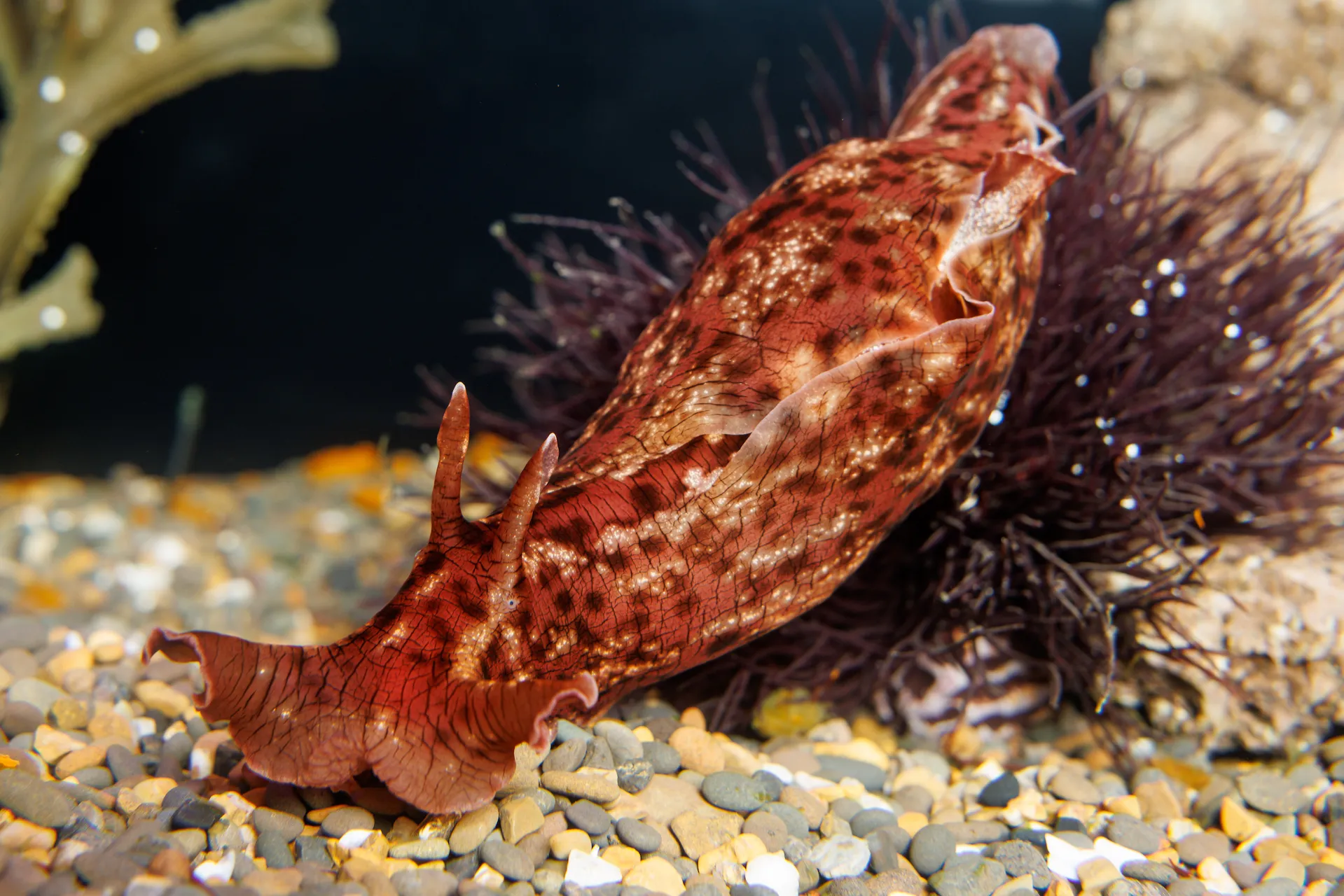 A california sea hare stretches as it navigates its exhibit