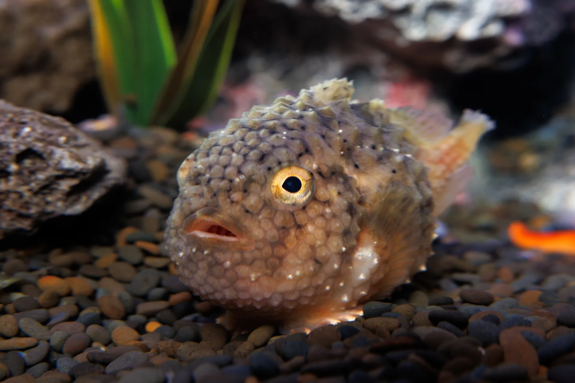 A siberian lumpsucker suctions itself to the substrate in an exhibit