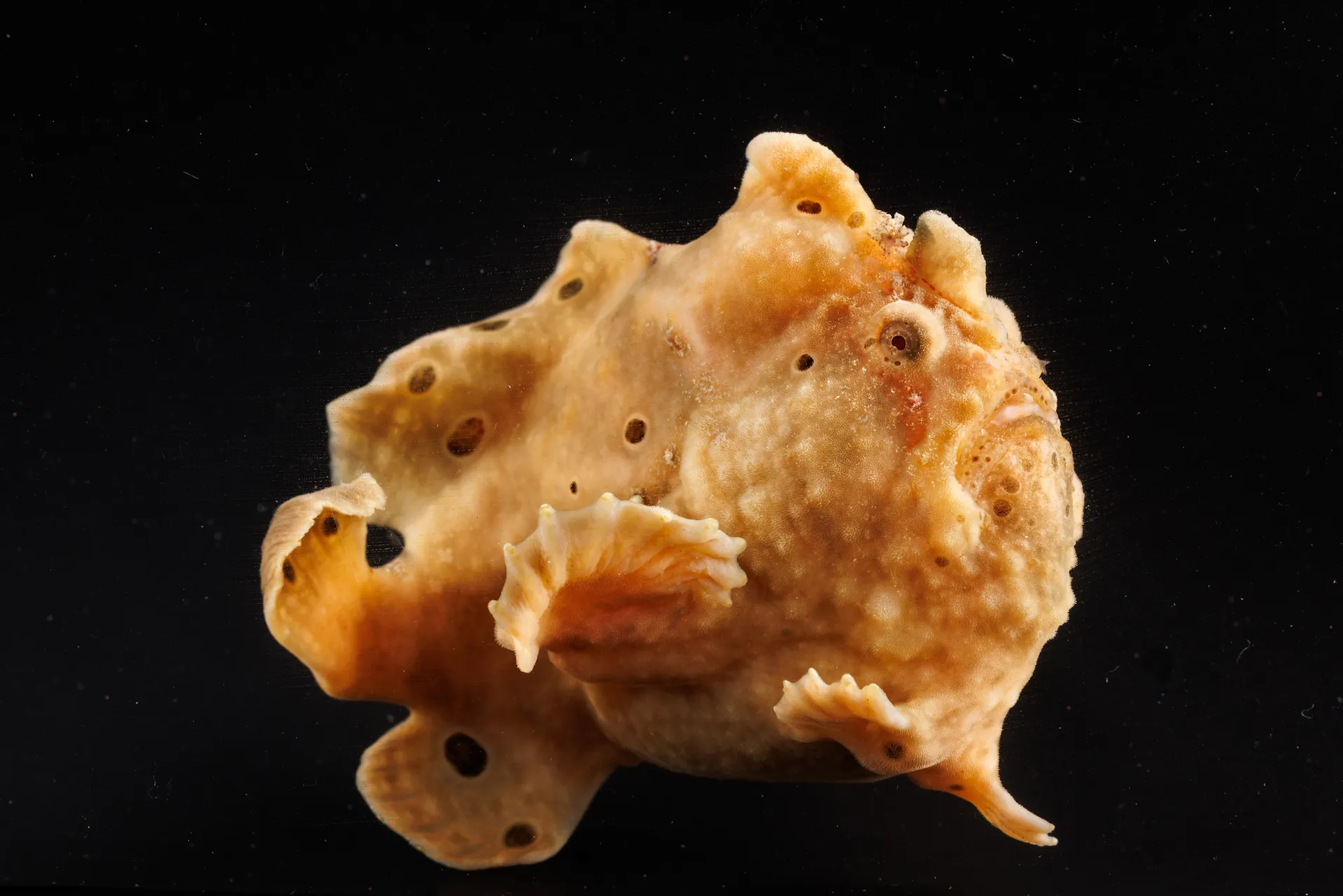 Side profile of a warty frogfish