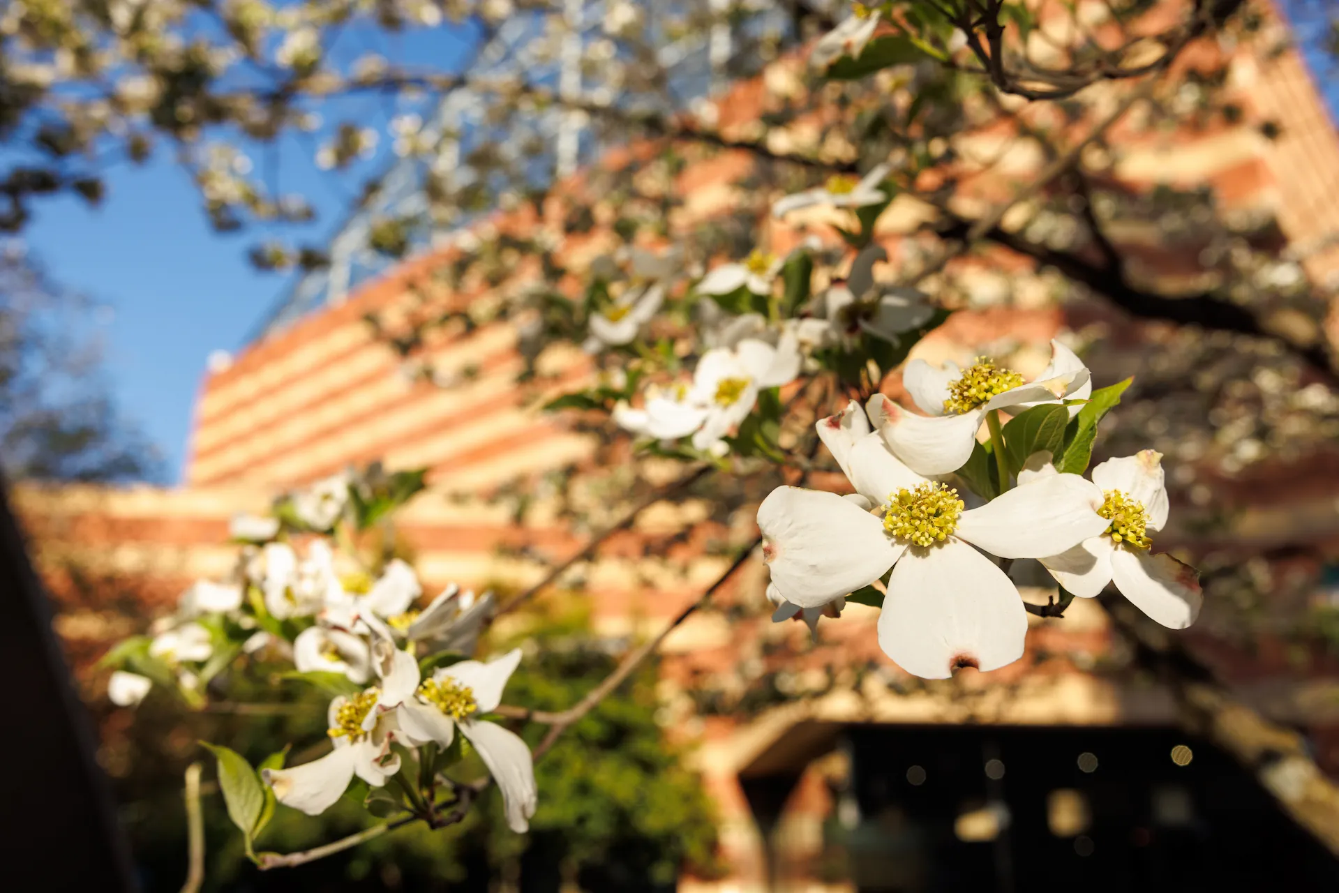 Flowering Dogwood (Cornus florida) on the Aquarium plaza.