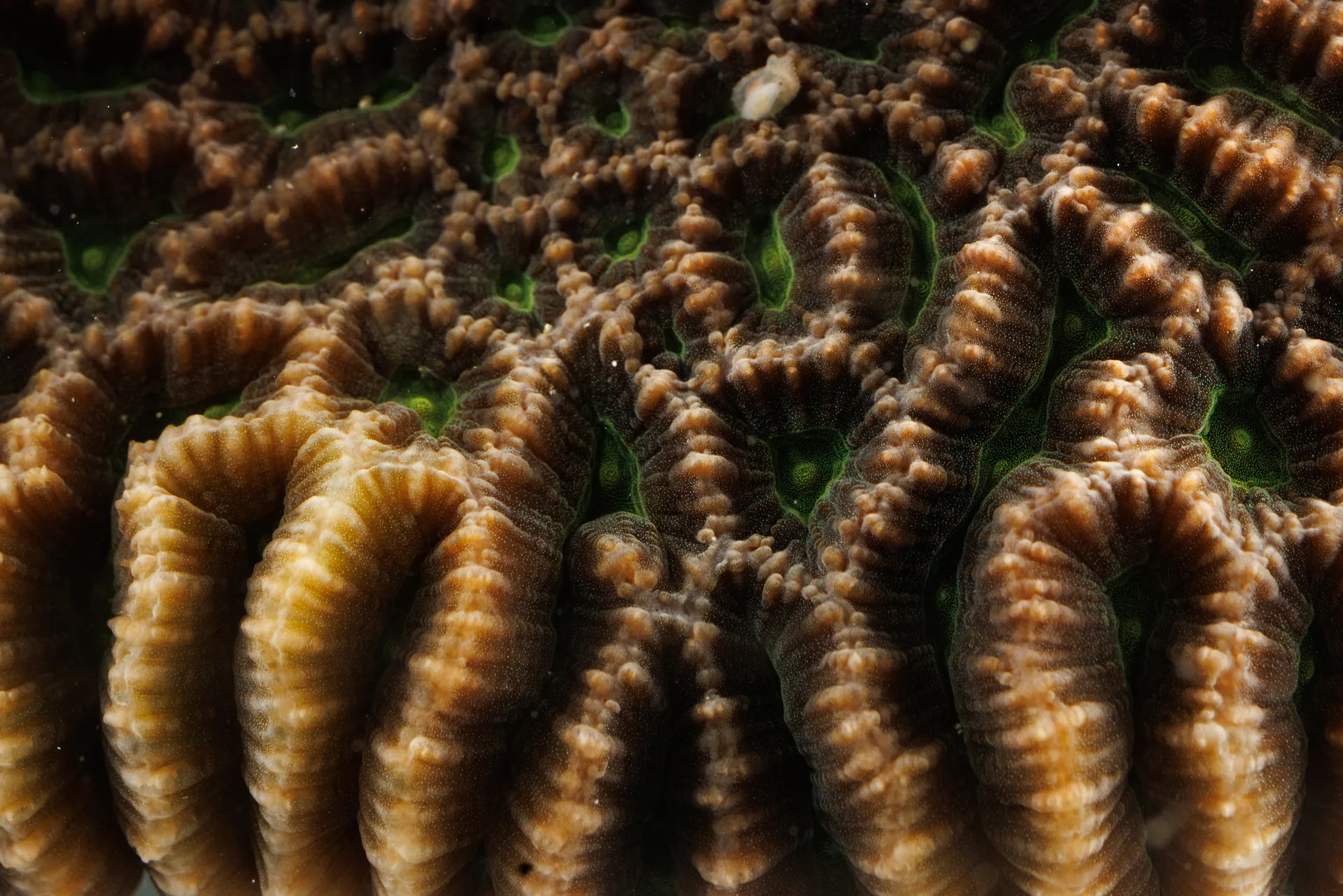 Ridges of a Maze Brain coral crisscross the frame with mouths at their center