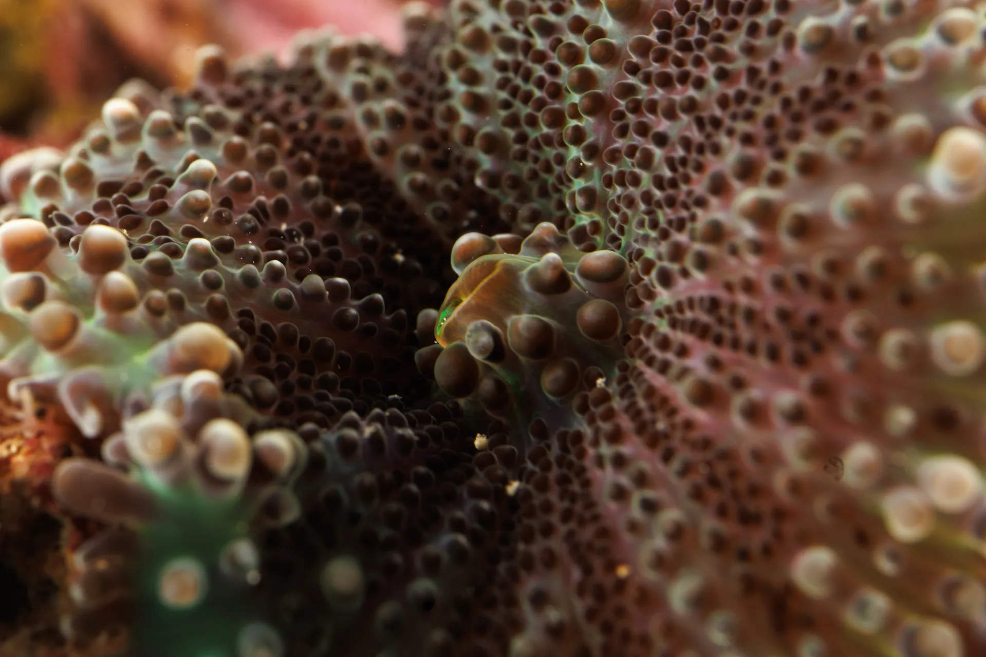 Dot-like structures inside of a flower shape lead to the gaping mouth of a coral.