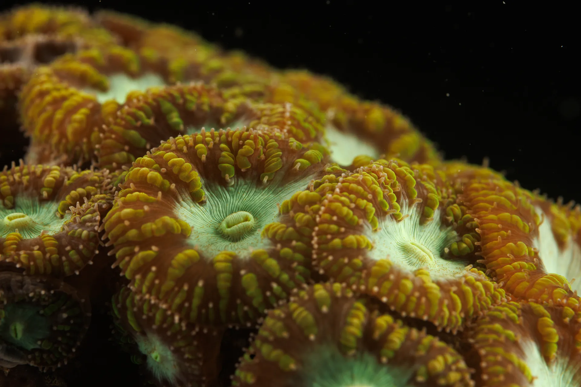Flower-like green discs lead to the open mouths of several corals