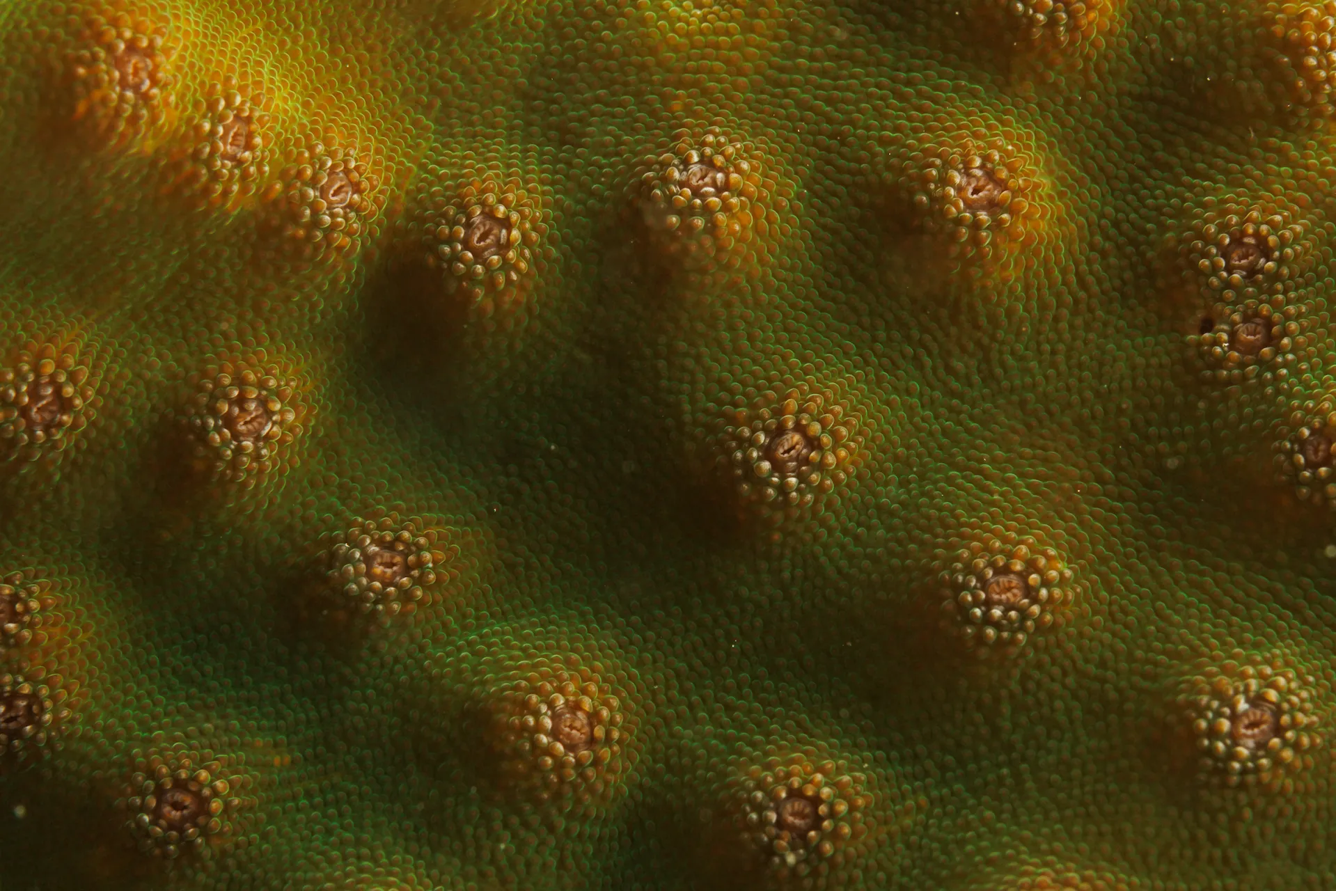 Multiple rough-textured mouths of coral polyps are seen across a flat plane.