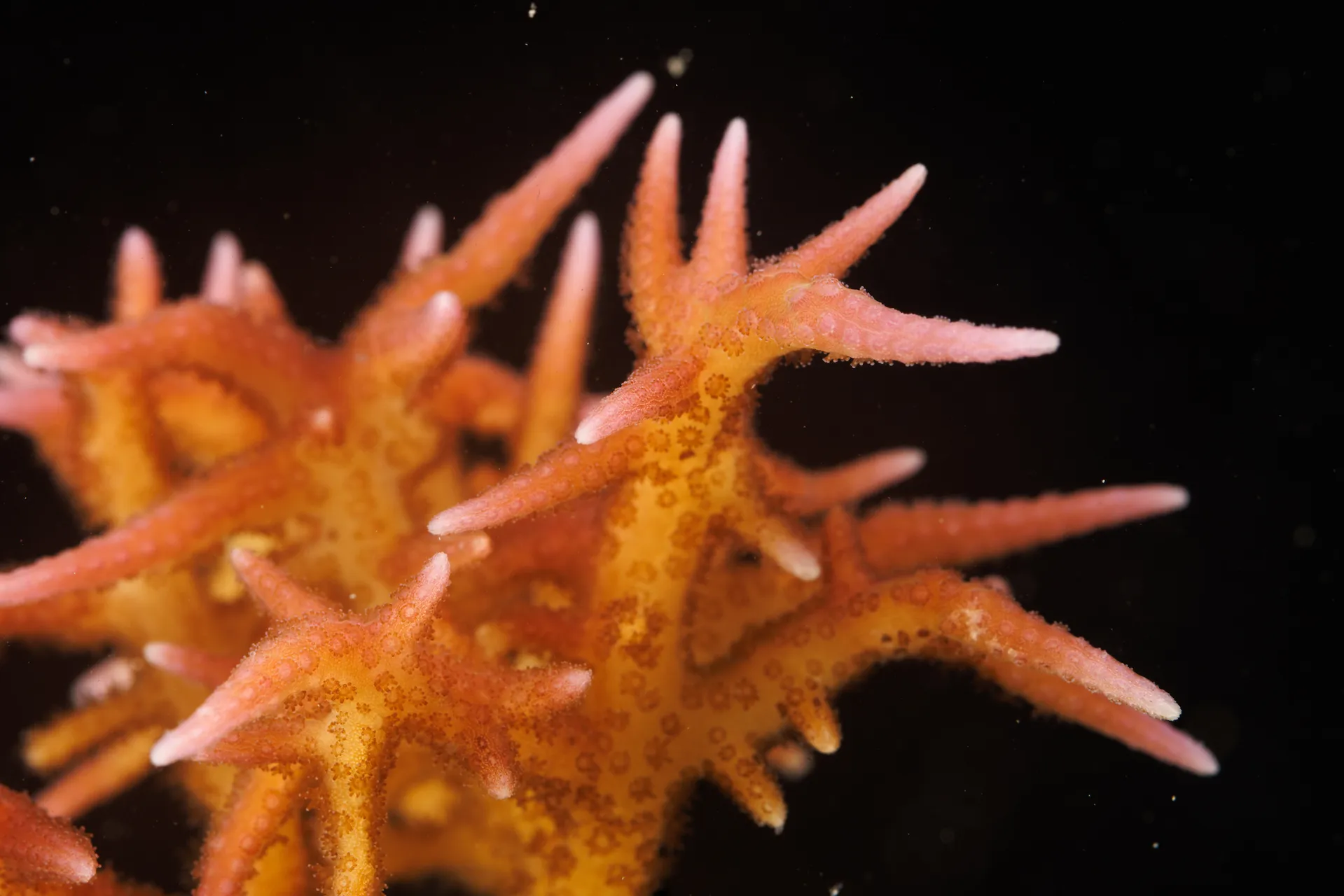 Small fan-shaped polyps cover the pointy pink structure of a coral