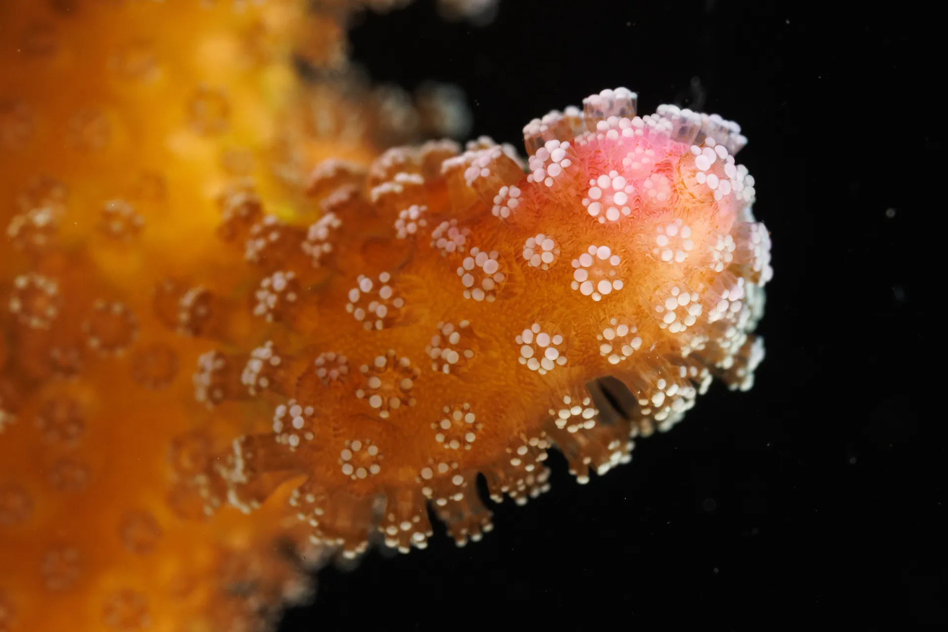 Flower-like polyps extend from a pointed tip of a Rainbow Stylophora coral