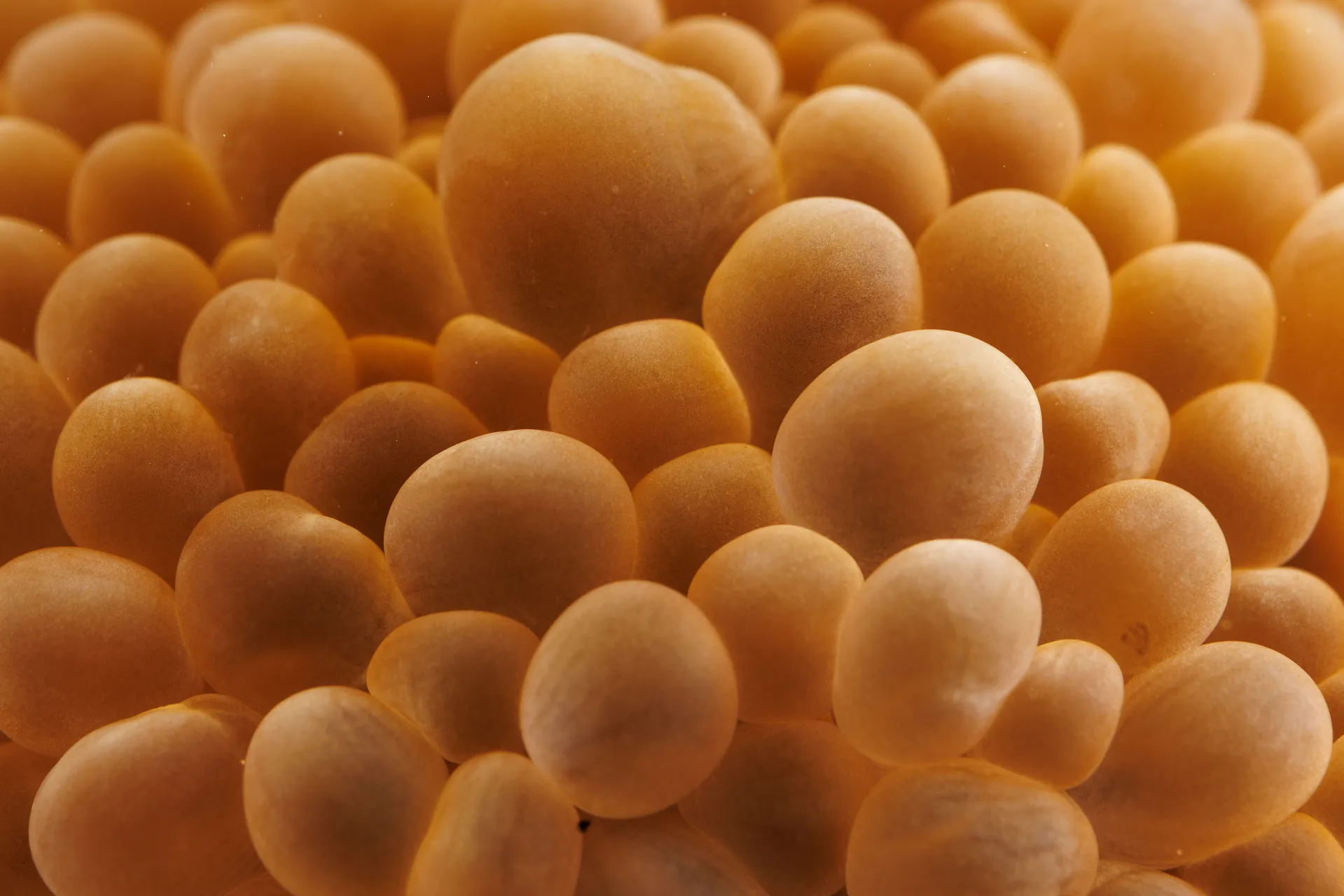 Pink bubble-like coral structures are crowded together