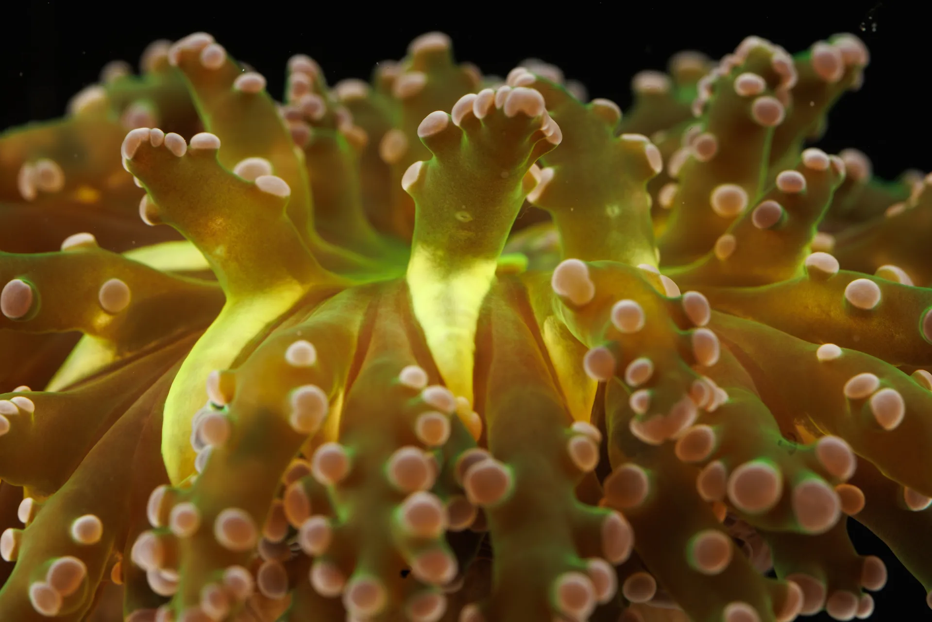 These macro photos of coral will blow your mind