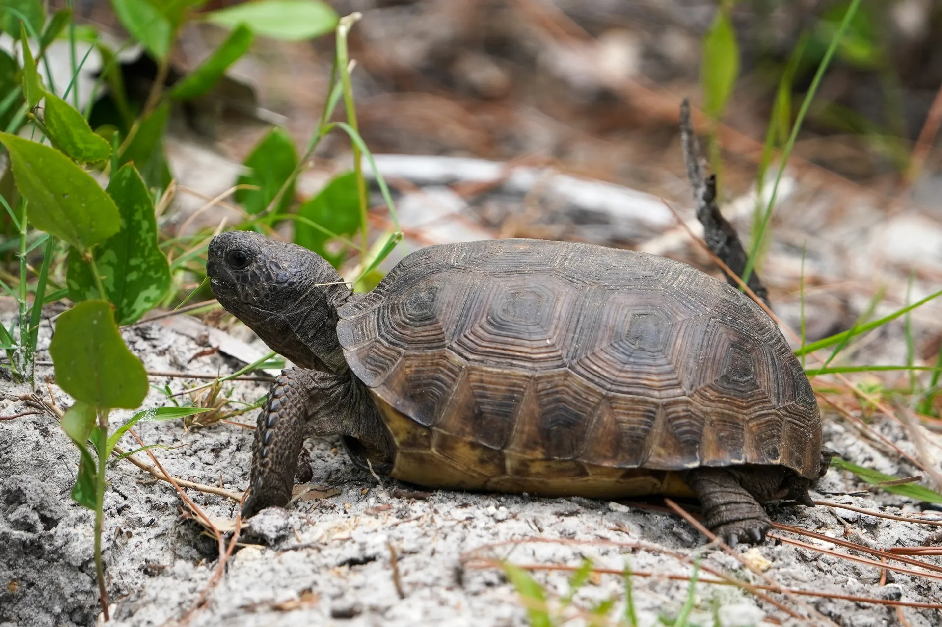A small gopher tortoise rests on sand