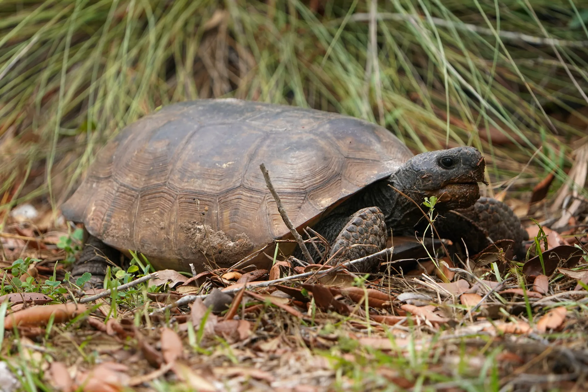How Gopher Tortoises shape an entire ecosystem