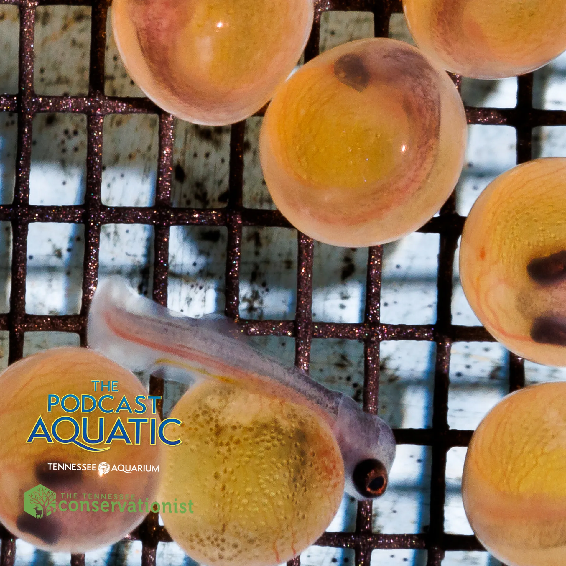 Podcast: "Raising Fish Babbies"