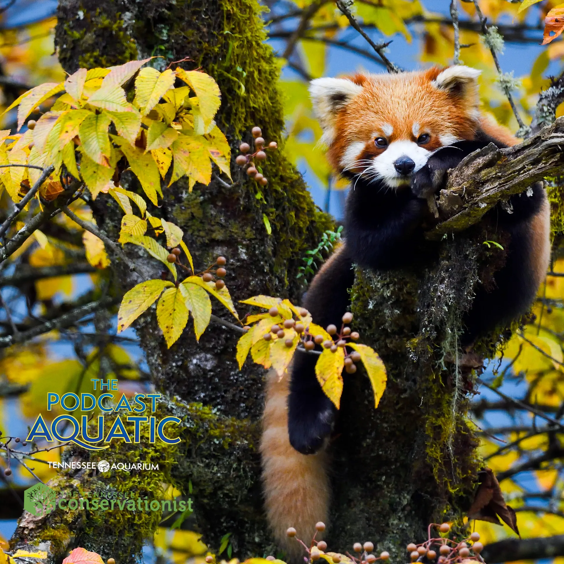 Podcast Aquatic episode on Wild Asia 3D with filmmaker and director Matthew Wright thumbnail with an image of a red panda in a tree