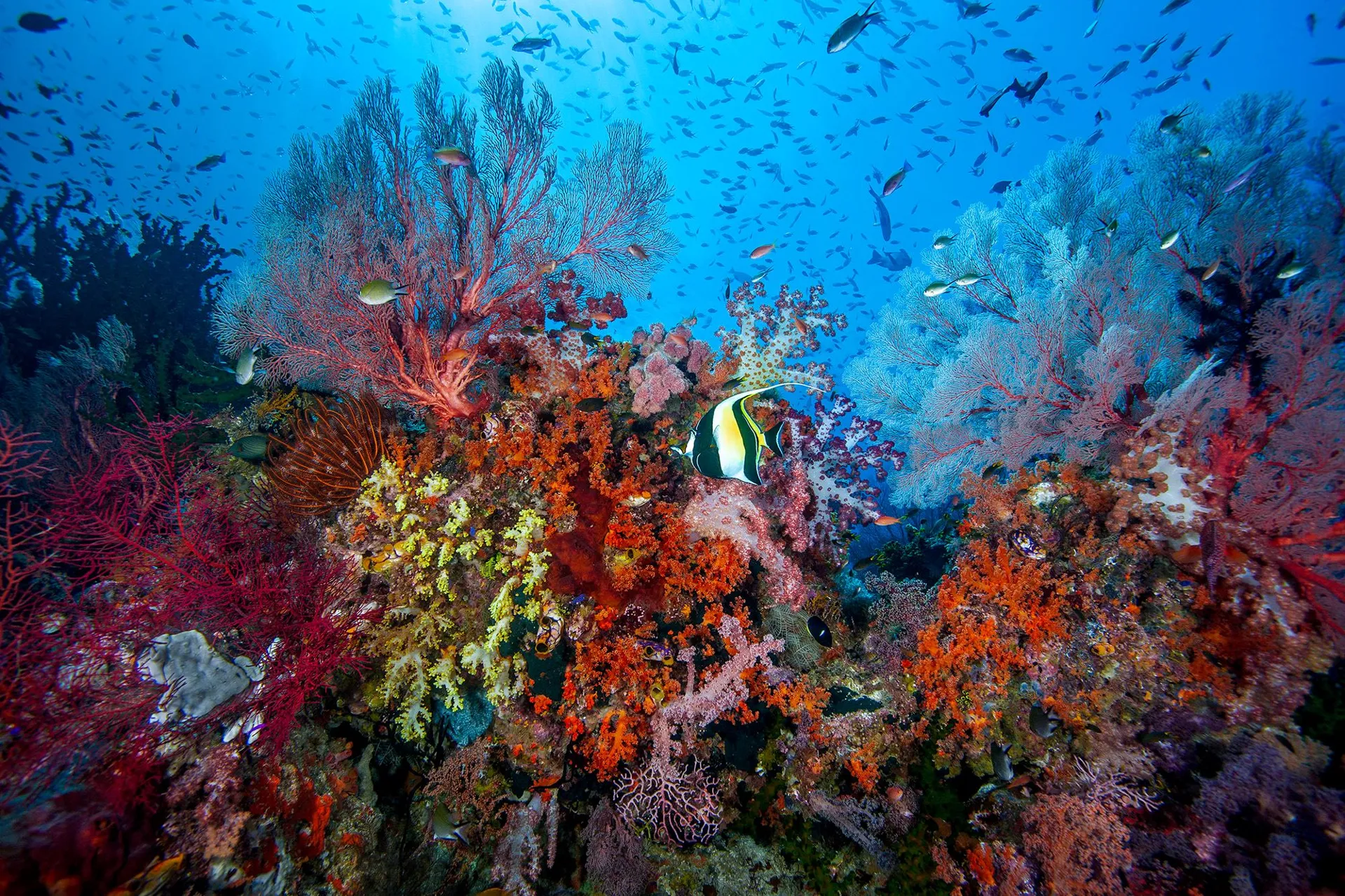 Biggest screen, biggest continent Wild Asia: Life at Extremes 3D comes to Tennessee Aquarium on May 15