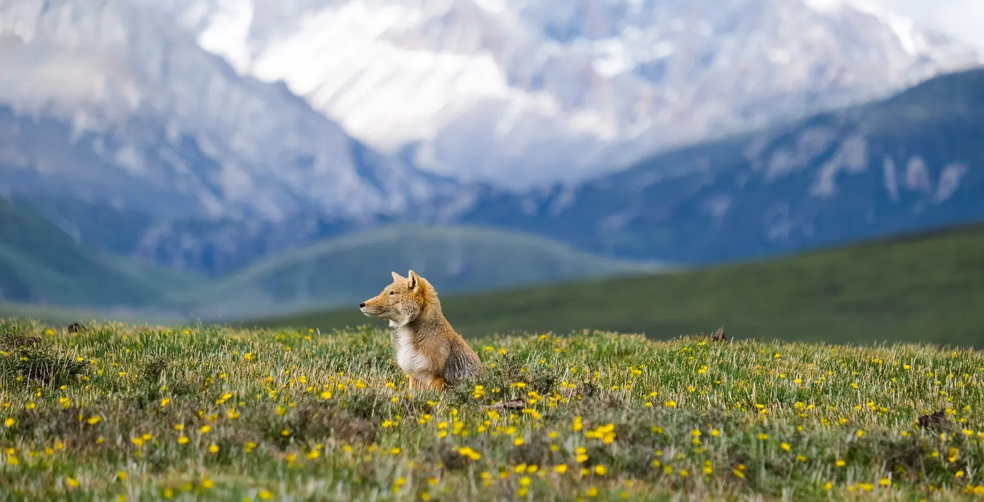 In Wild Asia: Life at Extremes 3D, a female Tibetan Fox is waiting to hunt on the Tibetan Plateau. (BBC Studios / Joshua Cheng)