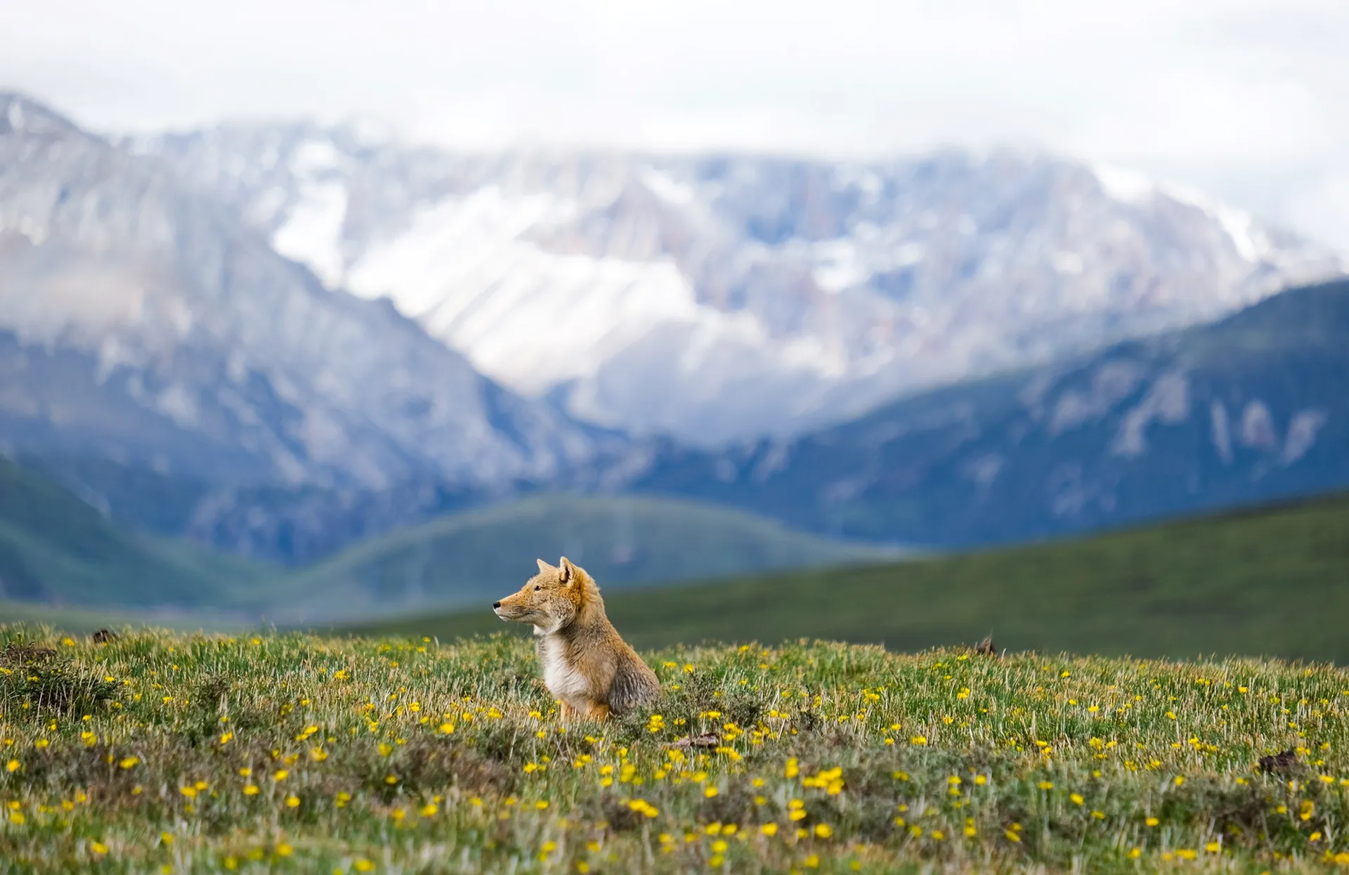 In Wild Asia: Life at Extremes 3D, a female Tibetan Fox is waiting to hunt on the Tibetan Plateau. (BBC Studios / Joshua Cheng)