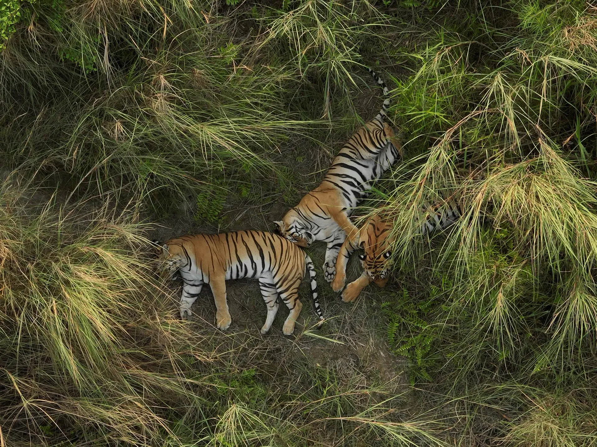 In this scene from Wild Asia: Life at Extremes 3D, three Bengal Tiger siblings filmed from a drone in Western Nepal, spend daylight hours hiding in the long elephant grass. This helps them keep cool from the intense heat in the months before the monsoon. (Credit: BBC Studios / Henry Lin)