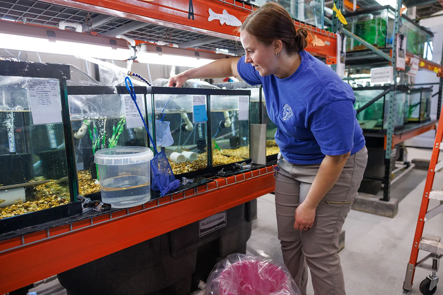 Reintroduction Biologist II Teresa Israel works with the critically endangered Laurel Dace at the Tennessee Aquarium Conservation Institute.