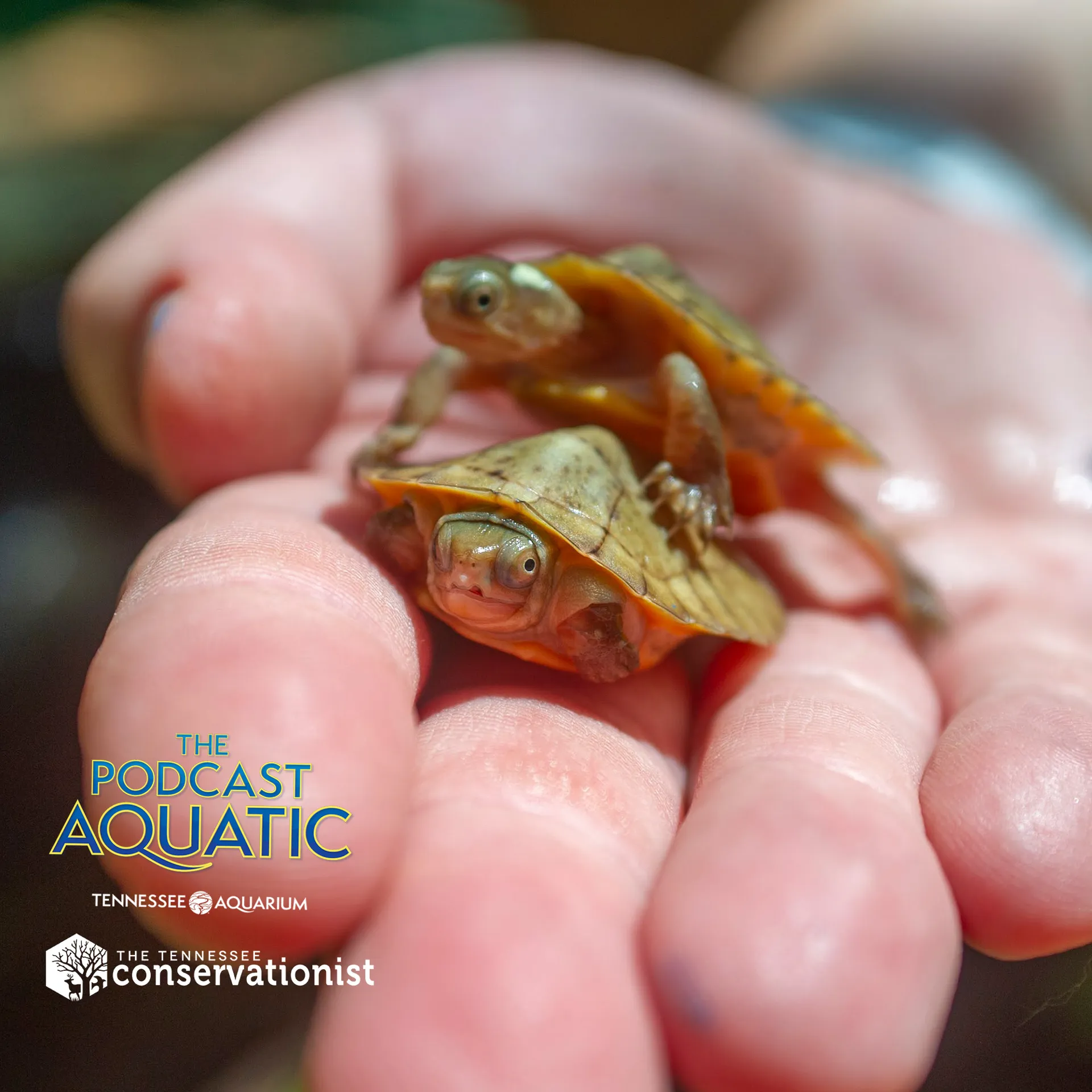 Two tiny baby turtles in someone's hand with Podcast Aquatic and Tennessee Conservationist logos in the bottom left corner
