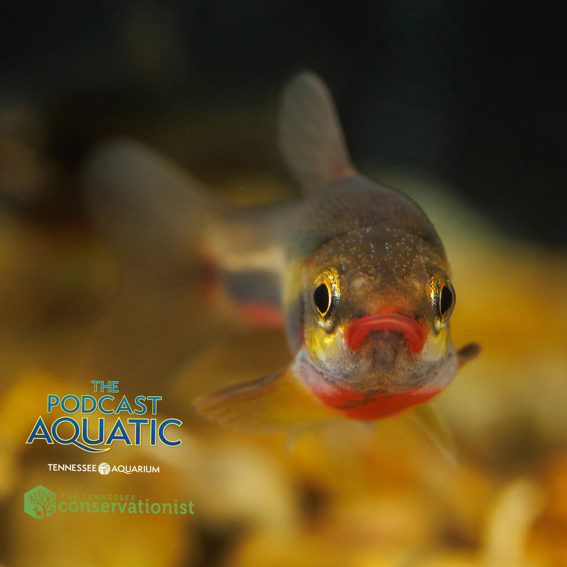 Podcast: "A Dace By Any Other Name"