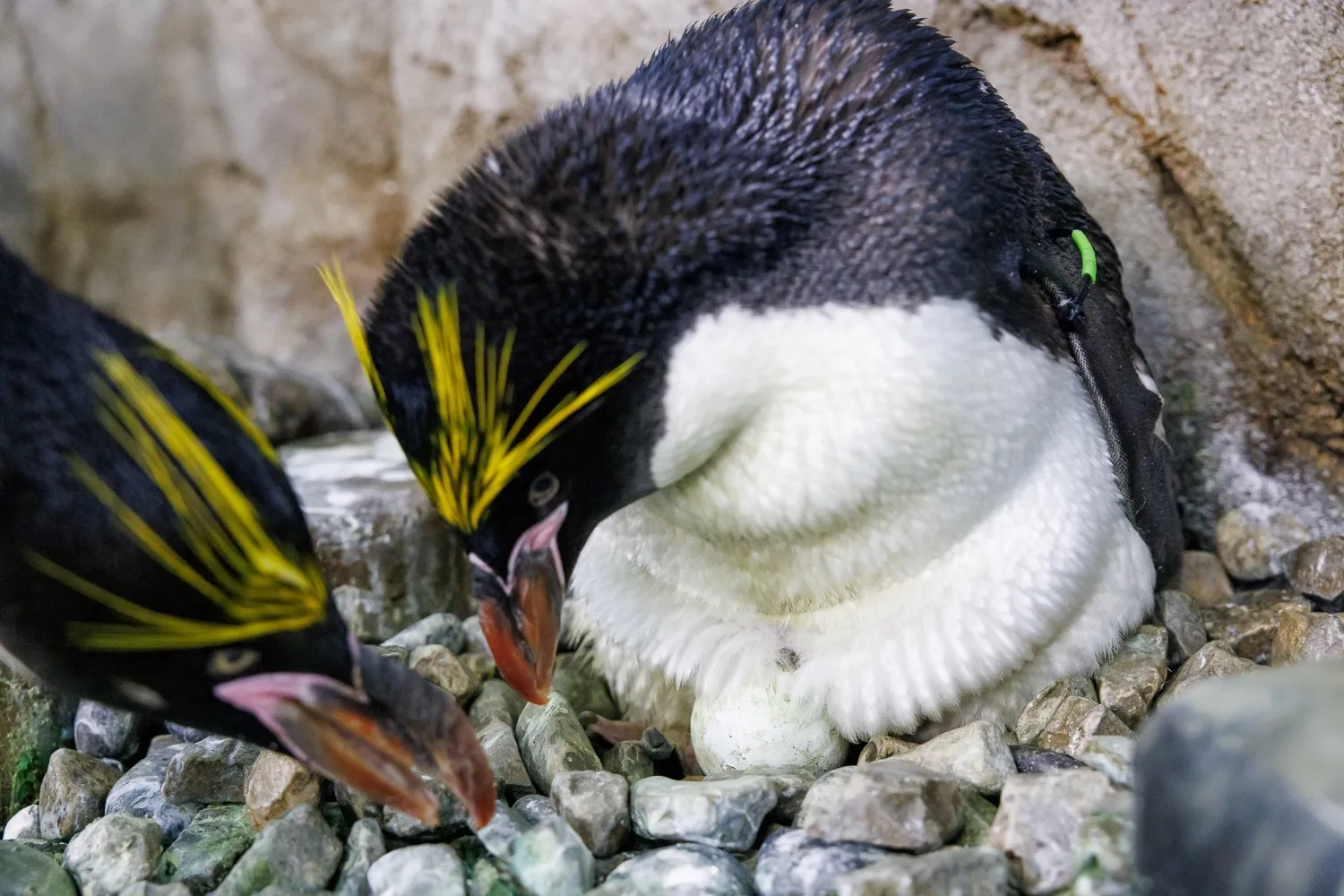 Top honors, longer hours, egg-citing additions at Aquarium in time for Memorial Day
