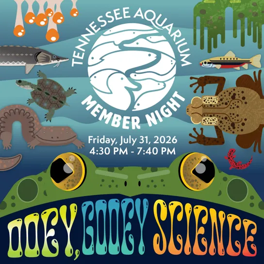 Promotional graphic for the summer 2026 Member Night on July 31