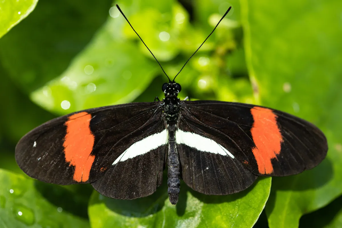 A Postman Butterfly in the Tennessee Aquarium Butterfly Garden.