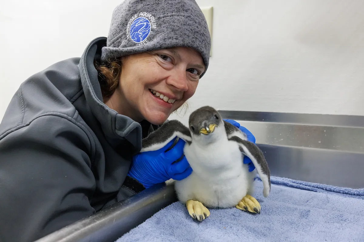 Assistant Curator of Forests, Loribeth Lee, with a fuzzy baby Gentoo penguin chick