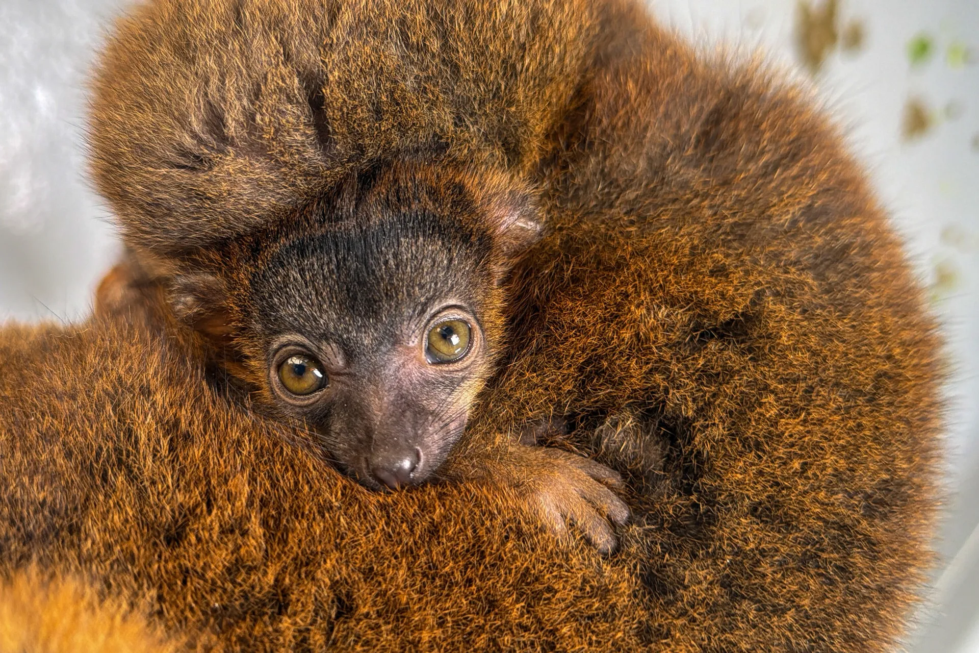 Red-Collared Brown Lemur baby cuddled with its parents at the Tennessee Aquarium