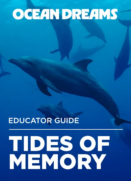 a group of dolphins swimming in the ocean as a cover for the