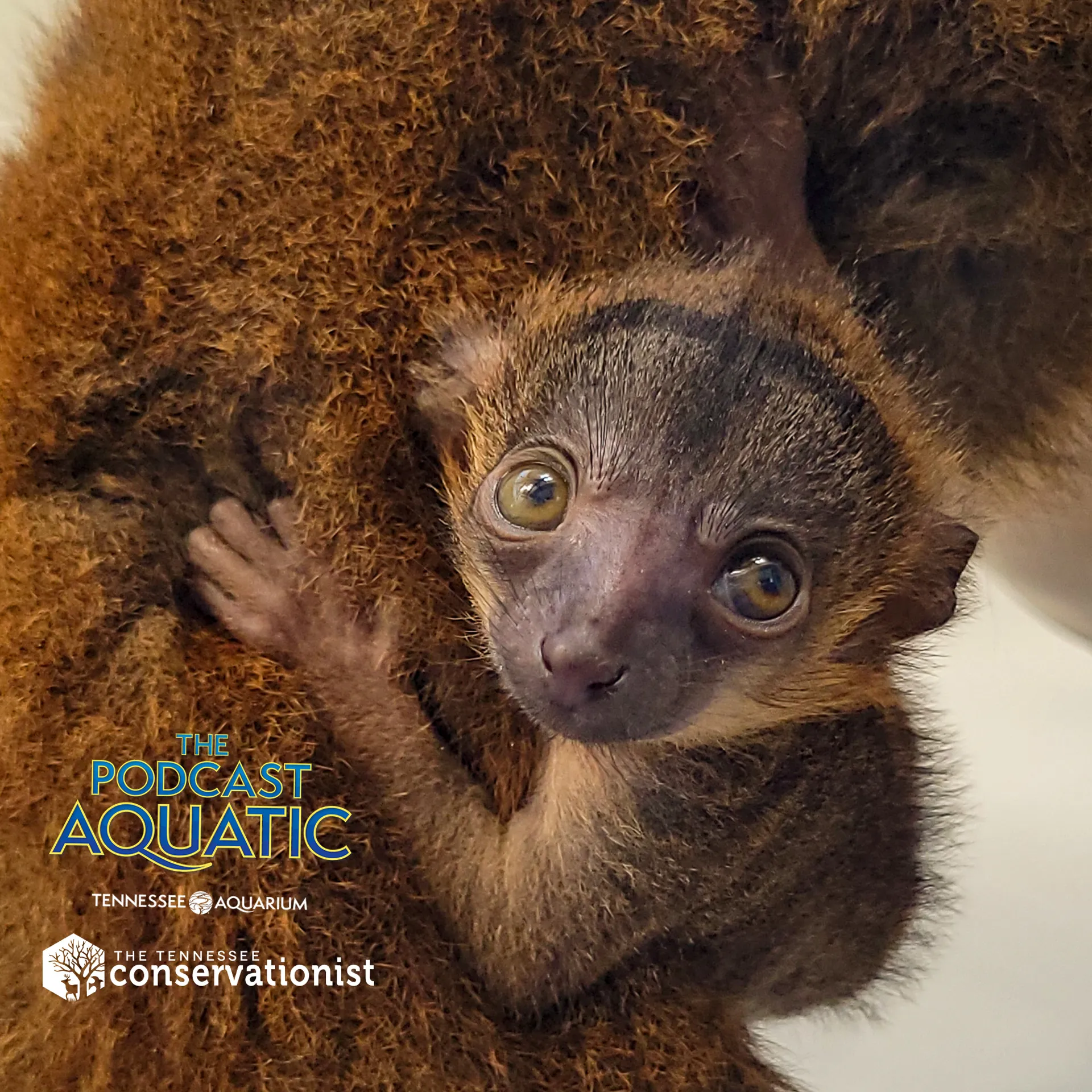 Podcast: "Surprise, It's a Baby Lemur!"