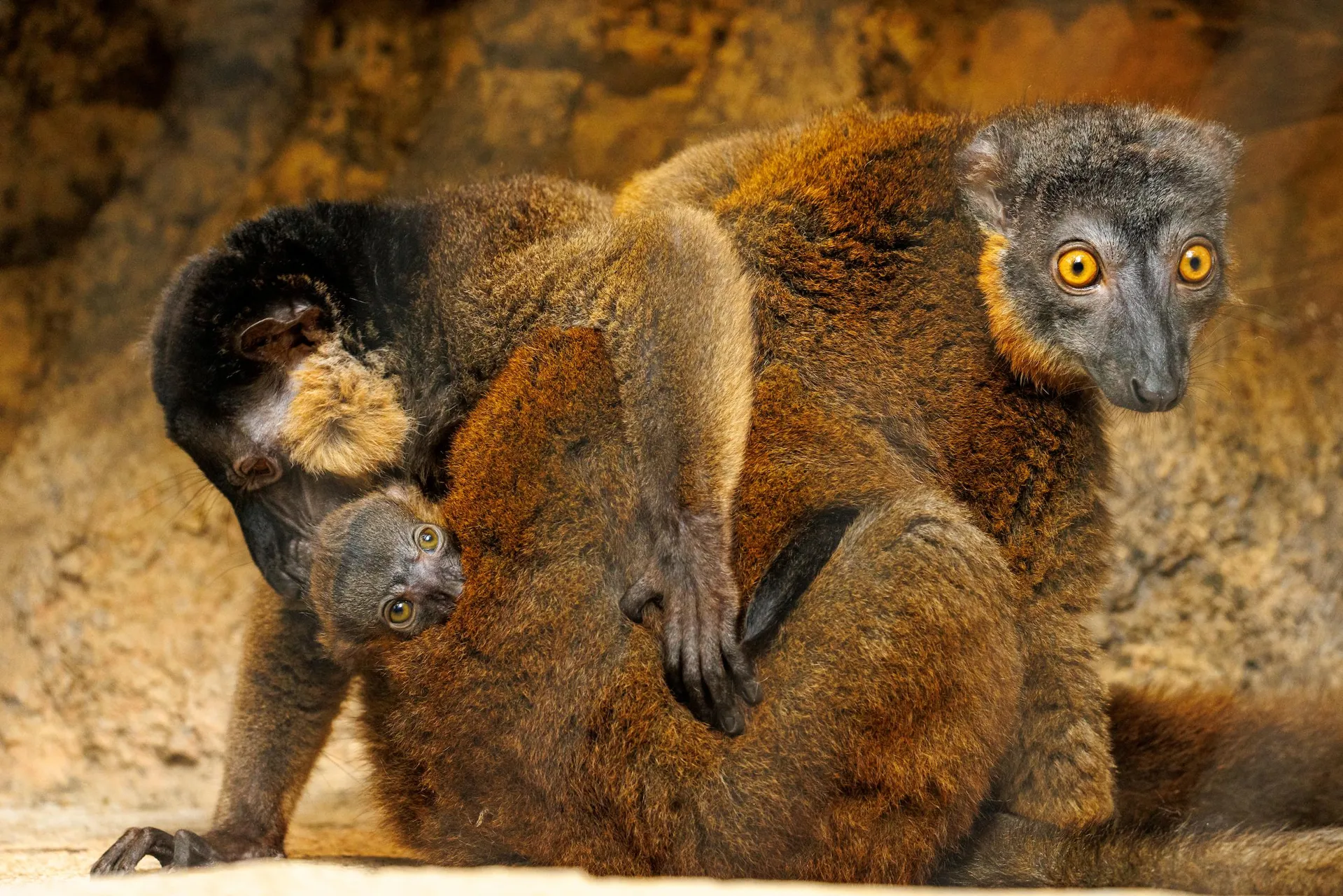 At the Tennessee Aquarium, Red-collared Brown Lemur parents, John (male) and Kintana (female), from left, snuggle while their newborn peeks into view. The birth of this unnamed infant is an important milestone for this endangered species, which is rarely exhibited in American zoos or aquariums.