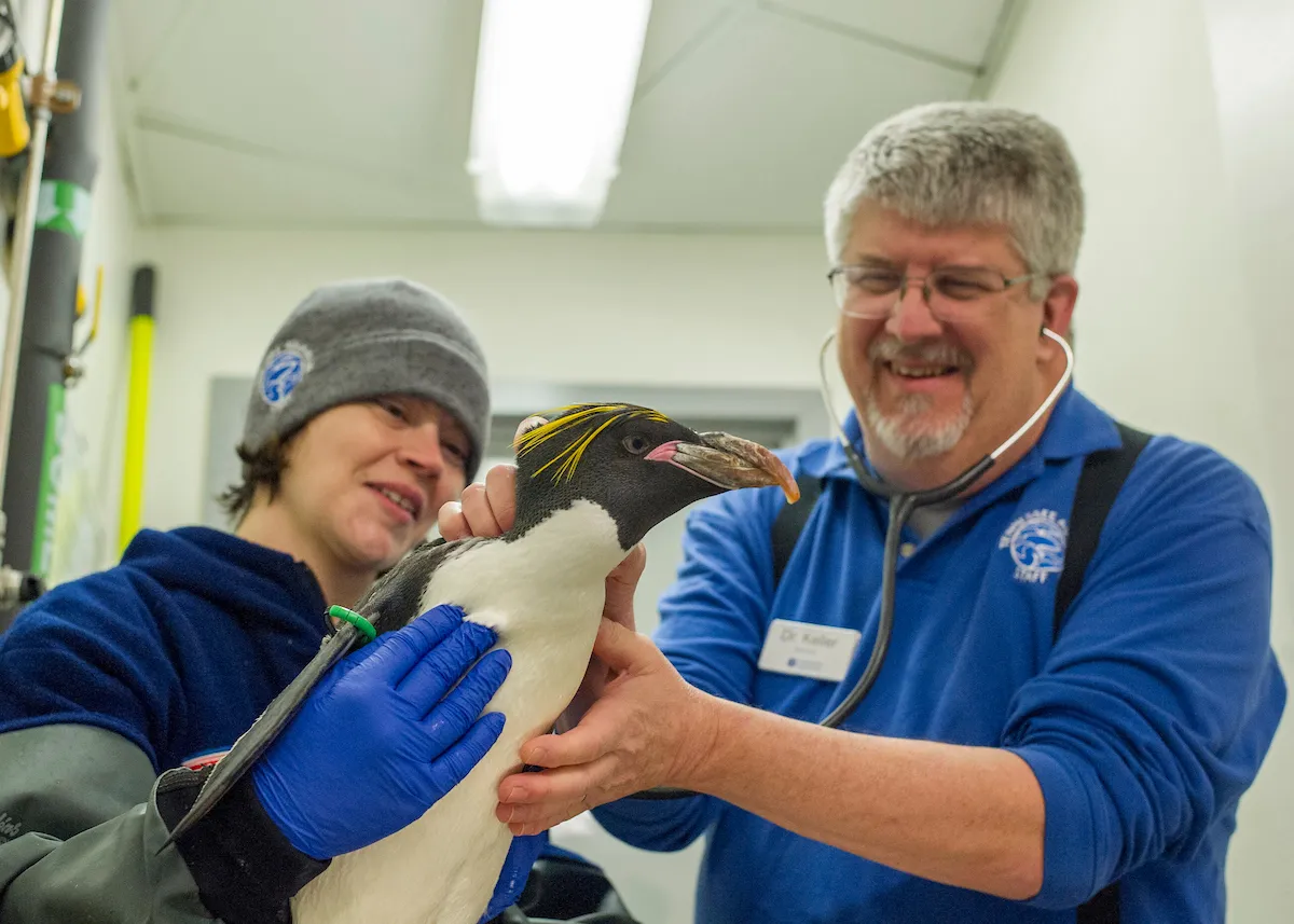 Animal care experts performing a vet checkup on a macaroni penguin at the TN Aquarium. Loribeth Lee, Assistant Curator of Forests (left) and Dr. Chris Keller, Director of Animal Health (right).